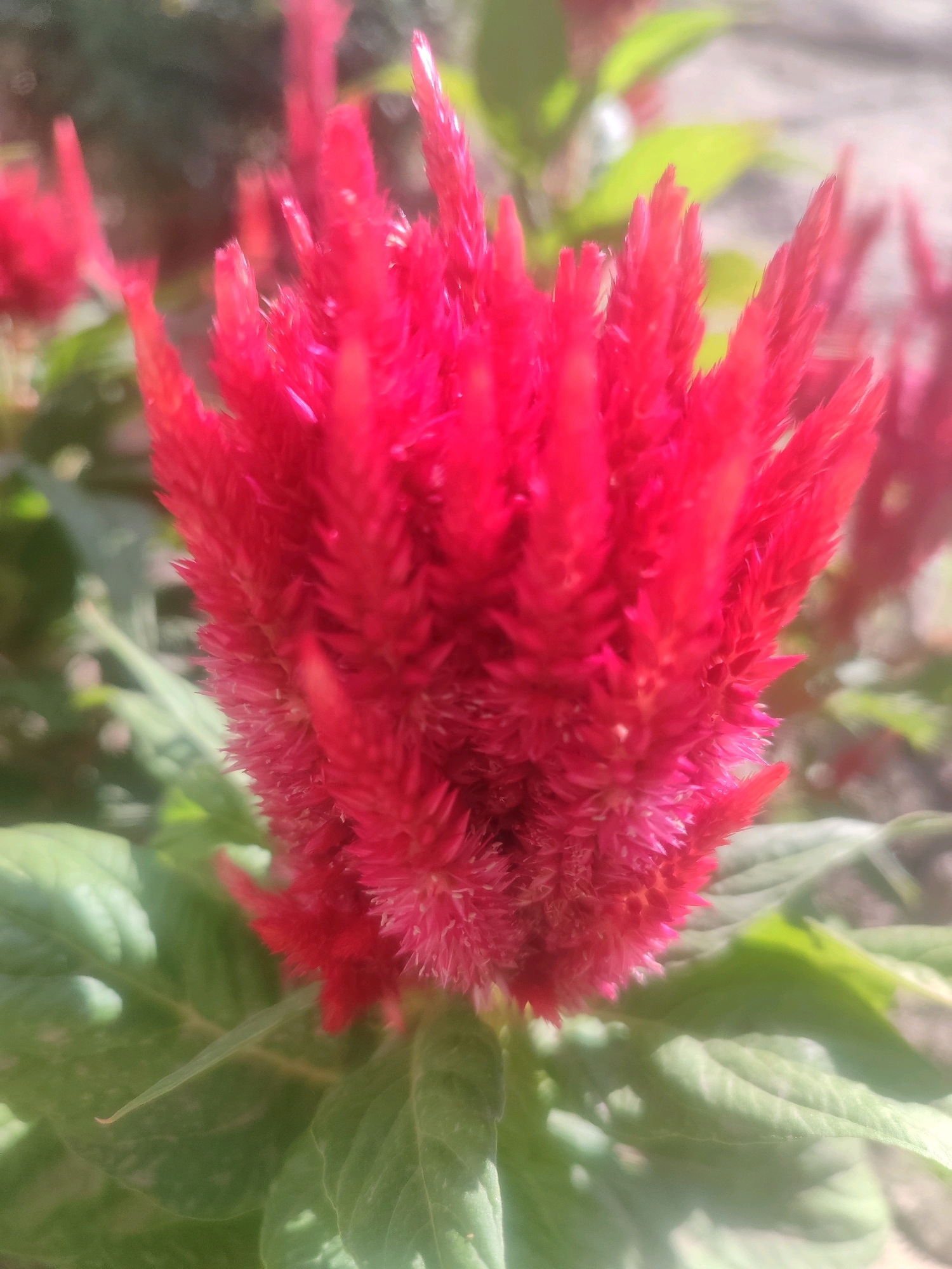 The image shows a close-up of a bright red celosia flower, also known as cockscomb, with its velvety, feathery petals. The flower is in sharp focus, with the background of green leaves and other blurry red flowers softly out of focus, creating a shallow depth of field. The lighting suggests it is daytime, possibly late morning or early afternoon, with sunlight casting highlights on the petals and leaves. The overall impression is of a vibrant, healthy bloom in a garden setting. The specific location in Tashkent, Uzbekistan, cannot be determined from the visual information provided.