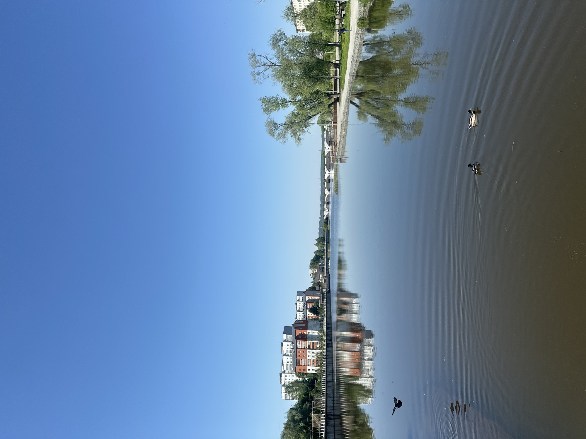 The image shows a landscape view in Votkinsk, Russia, featuring a body of water reflecting the sky, buildings, and trees. Two ducks are swimming on the right side of the water. A bridge extends horizontally across the center of the image in the distance. The buildings are predominantly red brick and white, with visible windows and architectural details. Trees line the waterfront, and their reflections are clear in the water. The sky is clear and blue, occupying a large portion of the frame. A bird flies over the water. The image is rotated 90 degrees counterclockwise.