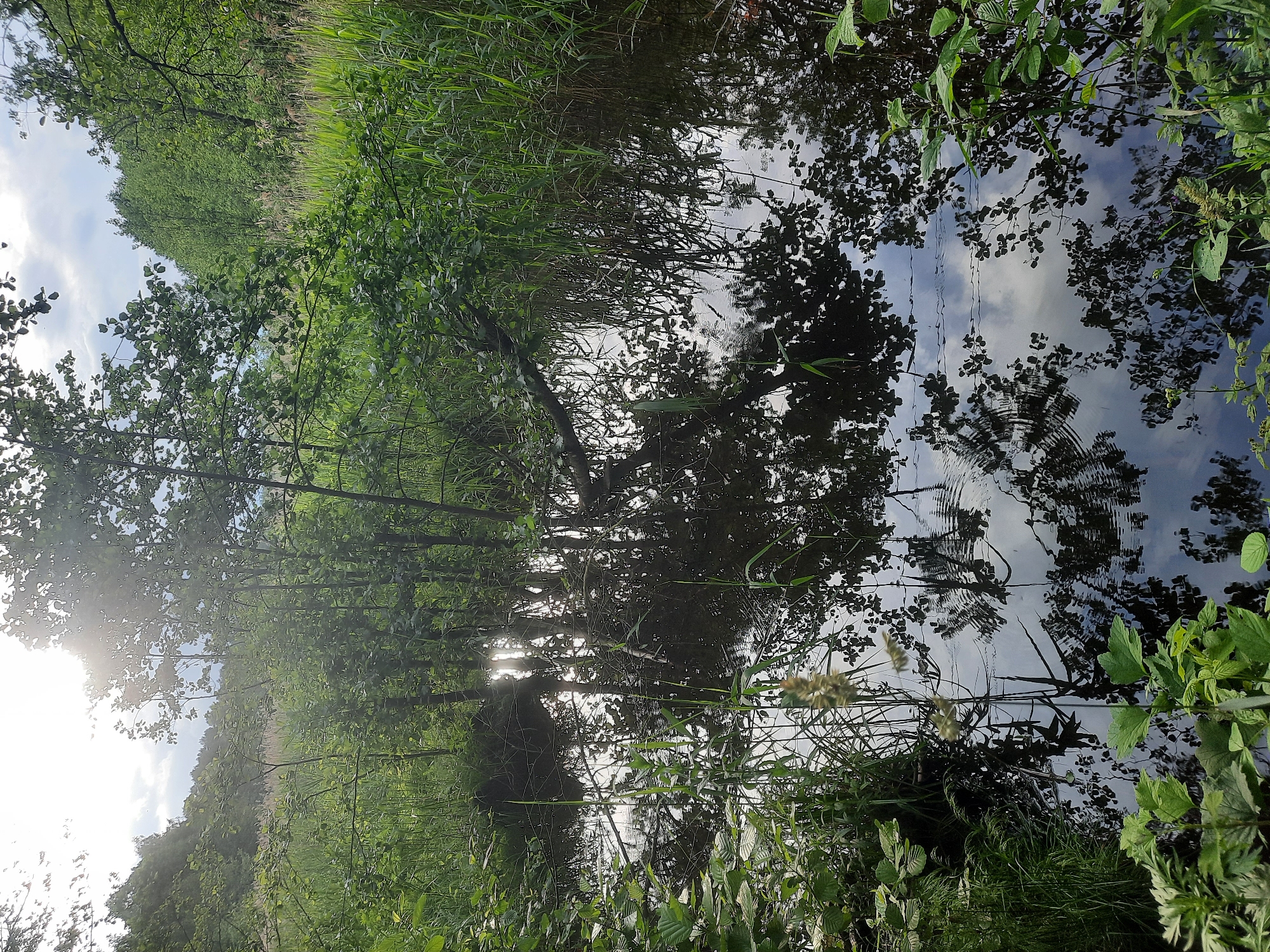 The image depicts a tranquil natural scene with a body of dark water reflecting the surrounding lush green foliage and the sky. Tall reeds and trees with dense leaves line the banks of the water, creating a sense of enclosure. Sunlight filters through the trees, creating bright highlights on the water's surface. The overall atmosphere is peaceful and undisturbed, suggesting a remote or secluded natural area. The location is identified as being in the city of Parychcha, Belarus.