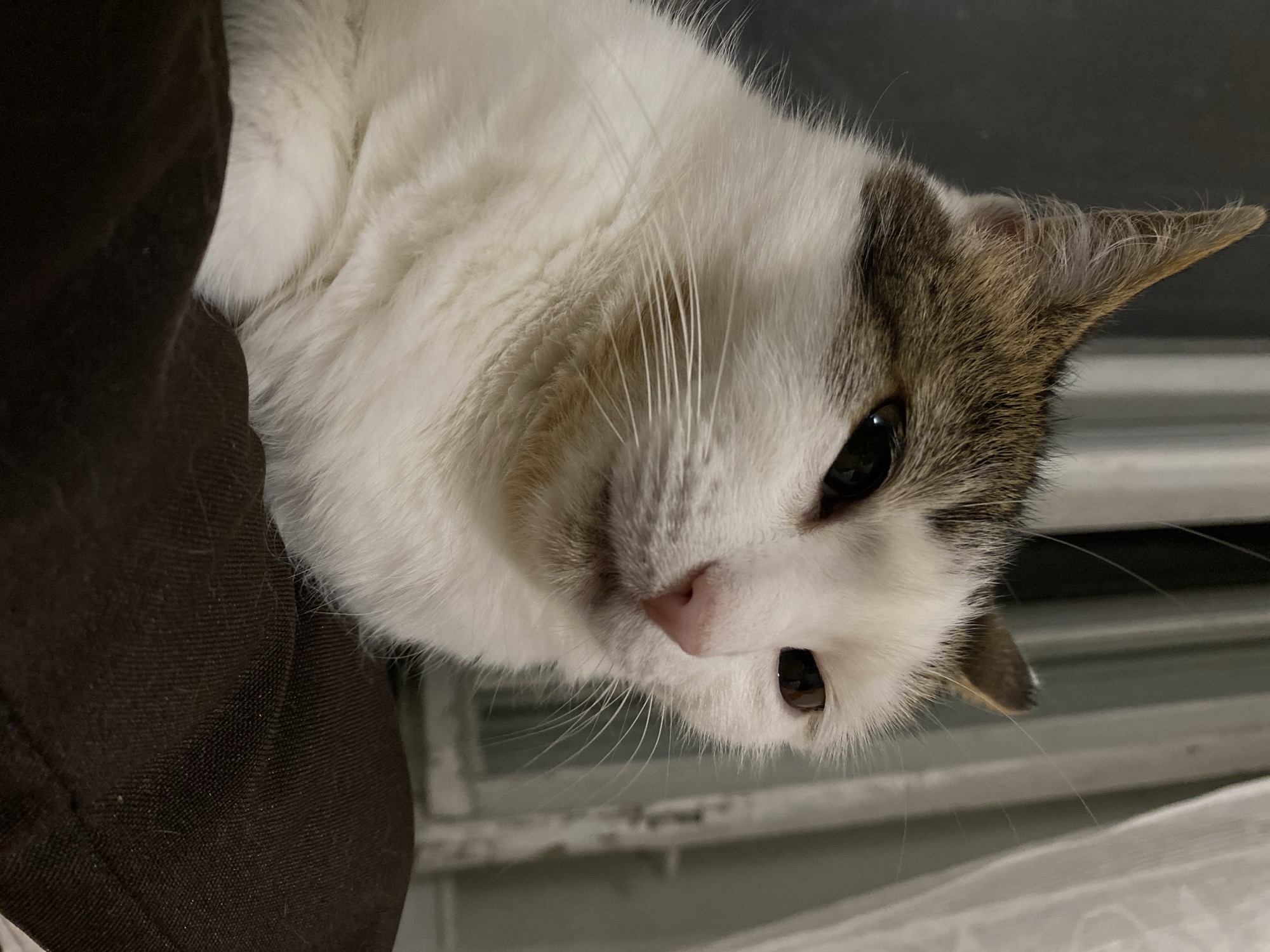 A close-up, eye-level, indoor shot shows the head and upper body of a domestic cat. The cat has white fur with patches of brown and gray on its head and back. Its eyes are dark brown, its nose is pink, and its whiskers are white. The cat is resting on a dark brown fabric surface, possibly a piece of furniture. In the background, a window with sheer white curtains is visible. The lighting is dim, suggesting it may be nighttime or an interior with low light. The cat appears relaxed and is looking slightly to the right of the camera.