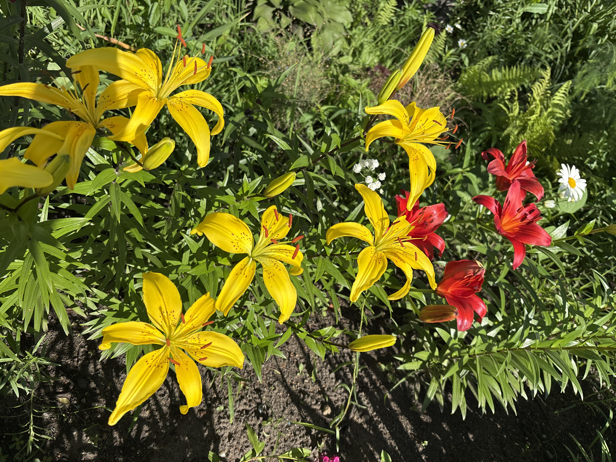 The image shows a close-up view of a garden bed with blooming lilies. The lilies are predominantly yellow with some red ones also visible. There are also some smaller white flowers and green ferns in the background. The lighting suggests it is a sunny day, with shadows cast on the dark soil of the garden. The overall scene is one of a vibrant, natural setting, likely a residential garden. There are no people or animals present in the image, nor are there any man-made structures or objects that would indicate a specific location within the city of Blagoveshchensk, Russia, or any other city.