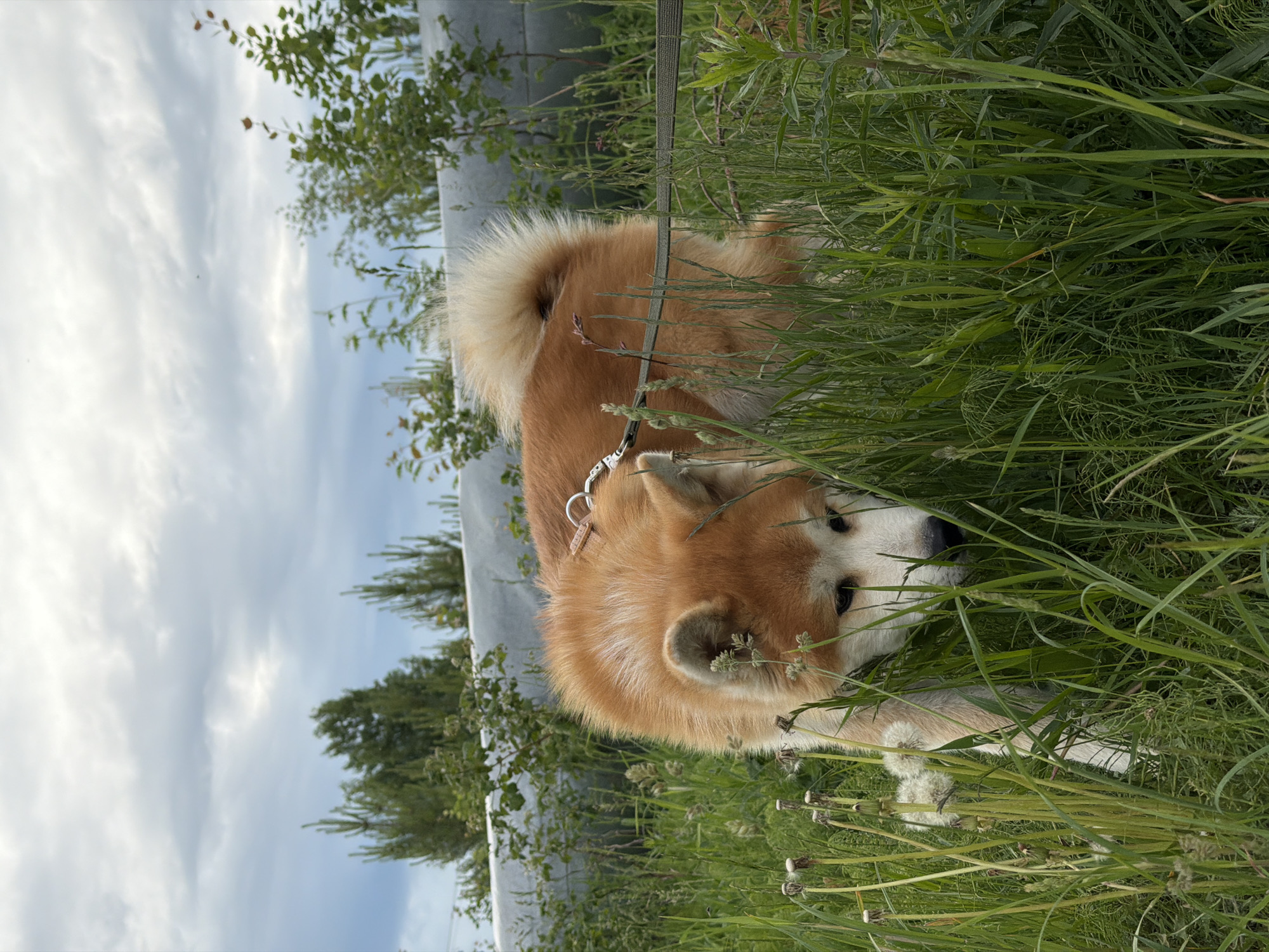 An Akita dog is partially obscured by tall grass in a grassy area. The dog is wearing a collar and leash. In the background are green trees and a white metal guardrail. The sky is cloudy. The location is the city of Chaikovsky, Russia.