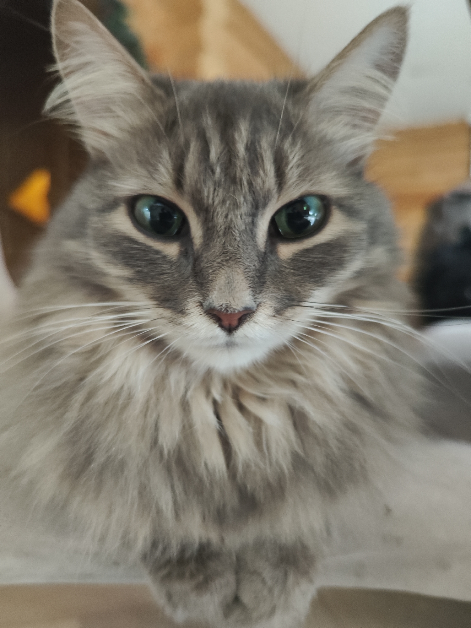 A close-up shot of a gray tabby cat with green eyes and a pink nose. The cat's face fills the frame, showing its fur detail, whiskers, and the reflection of light in its eyes. The background is blurred, suggesting an indoor environment with wooden elements. There is nothing in the photo to indicate the location is Chaikovsky, Russia.