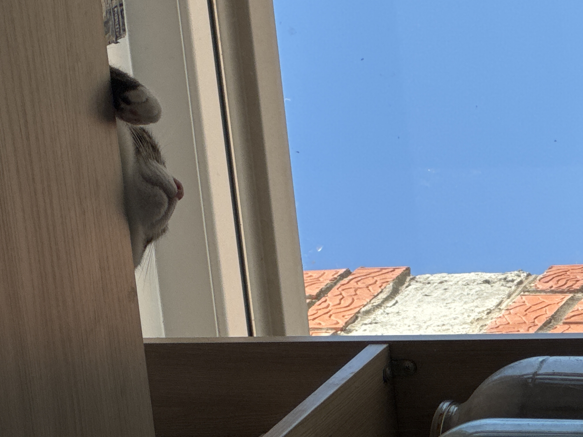 The image shows a zoomed-in view of a ferret hanging upside down from a wooden shelf, with its head and paws visible. The ferret's body is mostly obscured. Below the shelf, a window reveals a bright blue sky and a brick wall. To the left, a portion of a wooden shelf with glass jars is visible. The overall scene suggests an indoor setting with an outdoor view through a window. The location in the city of Chaikovsky, Russia, is not discernible from the image itself.