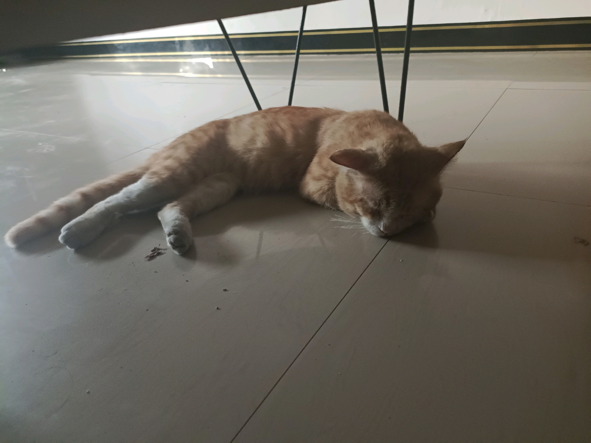 An orange tabby cat is lying on its side on a light-colored tiled floor. The cat is curled up with its head resting on its paws, facing towards the right of the frame. Its fur is a mix of light and dark orange stripes. The background shows the legs of furniture and a black and gold striped pattern on what appears to be a wall or a piece of furniture. The floor tiles are large and laid out in a grid pattern. The lighting suggests it is indoors.
