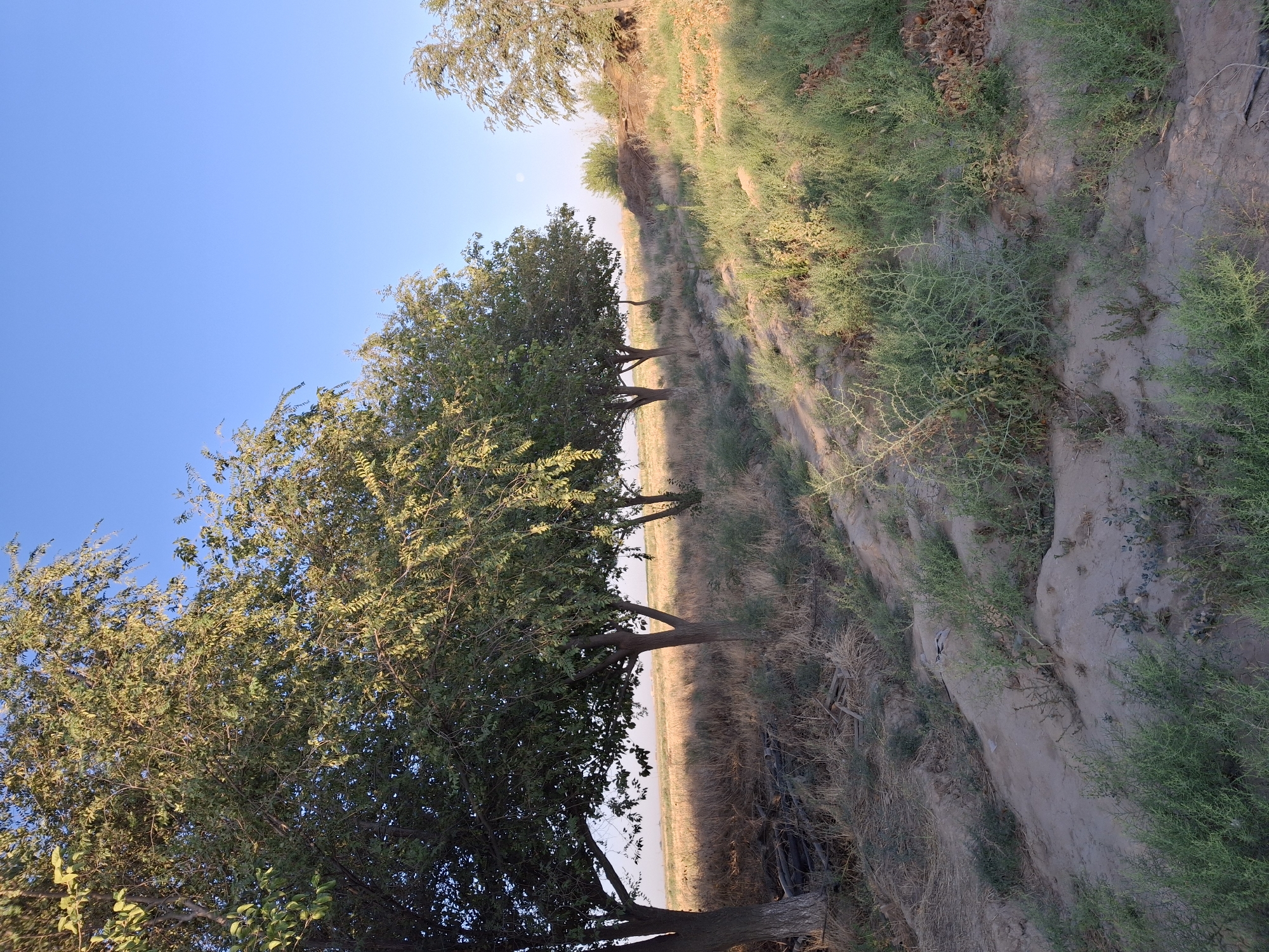 The image depicts a rural scene on a clear day, likely in Ko`kdala, Uzbekistan, characterized by a dry, grassy landscape with several trees. The foreground features sandy soil sparsely covered with low-lying green vegetation. Further back, a line of deciduous trees with dense green foliage stands prominent, casting shadows on the dry, yellowed grass and debris beneath them. The background reveals a flat, open field stretching towards a hazy horizon, with a few more scattered trees and a small mound of earth covered in vegetation on the right. The sky is a vibrant, cloudless blue. A solitary figure, appearing as a dark silhouette, is visible walking in the distance amidst the trees and field. The overall impression is one of a natural, arid environment bathed in soft sunlight.