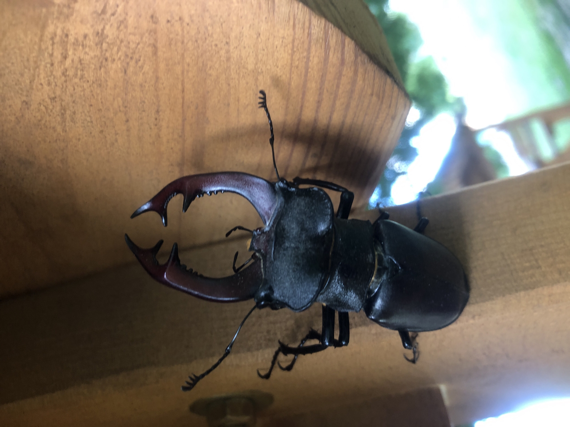 An overhead, close-up shot shows a stag beetle with large mandibles, clinging to a wooden structure. The beetle's exoskeleton is black and shiny, and its mandibles are reddish-brown. The beetle's legs are splayed out, with the front legs appearing to be reaching upwards. The wooden structure is made of light-colored wood with a visible grain. The background is blurred, but appears to be an outdoor setting with greenery and bright light. The location is unknown.