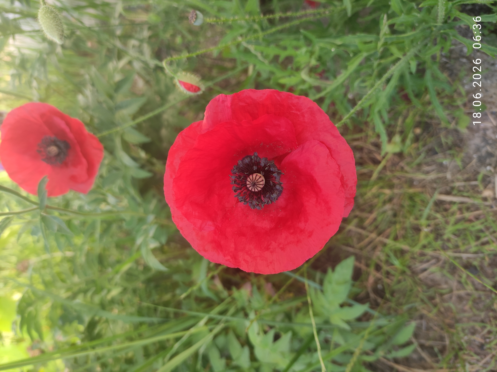 The image displays a close-up view of red poppies in a grassy field. The main subject is a large, fully bloomed red poppy in the foreground, with its dark center and delicate petals clearly visible. To the upper right, another red poppy is partially visible, appearing slightly out of focus. In the background, green foliage and grass create a natural setting. There are also poppy buds and seed pods visible on thin stems. The timestamp "18.06.2026 06:36" is present in the lower right corner of the image, indicating the date and time the photograph was taken. The overall scene suggests a natural outdoor environment, potentially a meadow or garden, in Ivankiv, Ukraine, given the context. No people are present in the image, and no specific actions or interactions are depicted. The environment is characterized by lush green vegetation and the vibrant red of the poppies.