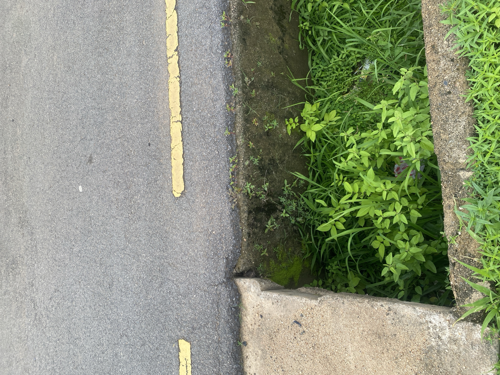 The image shows a close-up, overhead view of a paved road with a yellow line marking. To the right of the road is a drainage ditch filled with lush green vegetation. A concrete curb separates the road from the ditch. The vegetation appears to be overgrown and wild, with some leaves and grass obscuring the bottom of the ditch. There are a few pieces of trash visible within the greenery. The overall scene suggests an outdoor, possibly rural or semi-urban, environment in Bulamare, Nigeria. The time of day and weather are not explicitly indicated, but the bright green of the plants and the even lighting suggest daytime. There is no visible text in the image. The focus is on the textures and contrast between the asphalt, concrete, and the vibrant plant life.