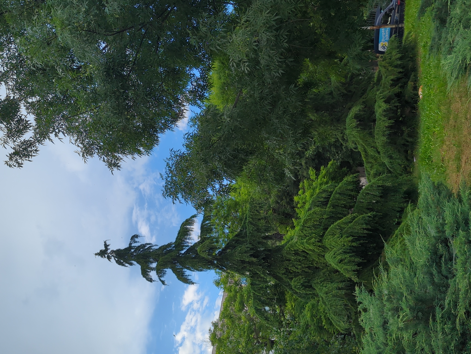 This image depicts an urban green space within Burgas, Bulgaria, under a partly cloudy blue sky. A tall, slender conifer with pendulous branches dominates the center-left, surrounded by dense green foliage from various other trees and shrubs. In the foreground, low-lying, spreading coniferous bushes are visible. The ground is covered with green grass and some incidental vegetation. Numerous small, dark specks, indicative of airborne particles or insects, are present against the sky in the upper half of the frame. A light-colored building is partially visible through the trees in the upper-left background. On the right side, obscured by foliage, a black utility van is parked, displaying a blue and yellow logo featuring a bicycle icon and the text "Burgas bikes." A vertical pole, possibly a streetlight or signpost, is partially visible near the van. No individuals are present in the scene.