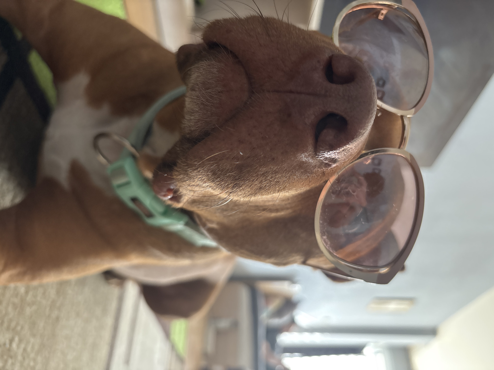 A humorous, low-angle shot captures a dog wearing sunglasses in an indoor setting in Sofia, Bulgaria. The central subject is a short-haired dog, likely a medium-sized breed, with brown fur on its face and a patch of white fur visible on its chest or neck. The image is a close-up of the dog's snout, taken from directly below, looking upwards.
The dog is accessorized with a light teal-colored collar, featuring a visible silver D-ring. Perched playfully on its nose are a pair of fashionable sunglasses with light-colored, possibly rose-gold, frames and softly tinted lenses. The lenses show blurred reflections of the surrounding indoor environment. The dog's wet nose and whiskers are clearly visible, illuminated by bright, natural light that suggests it is daytime. The background is out of focus, consisting of soft, light tones consistent with an indoor wall or ceiling, and possibly a bright light source or window. The overall mood is one of lightheartedness and cuteness. No text is visible in the image.