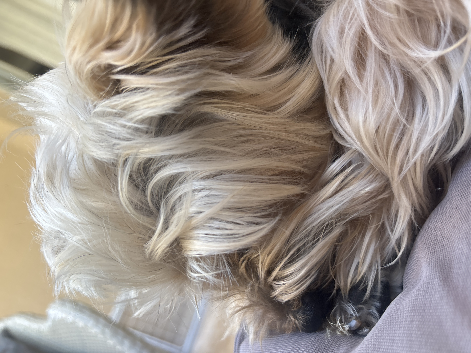 The image shows a close-up of a dog's face and paw resting on a light grey fabric surface, possibly clothing or a cushion. The dog has long, flowing hair with a mix of white, blonde, and brown coloring. The dog's paw is visible near the fabric's edge, revealing black toe pads and white claws. There's no indication of a specific location within Budva, Montenegro, or any other environmental context.