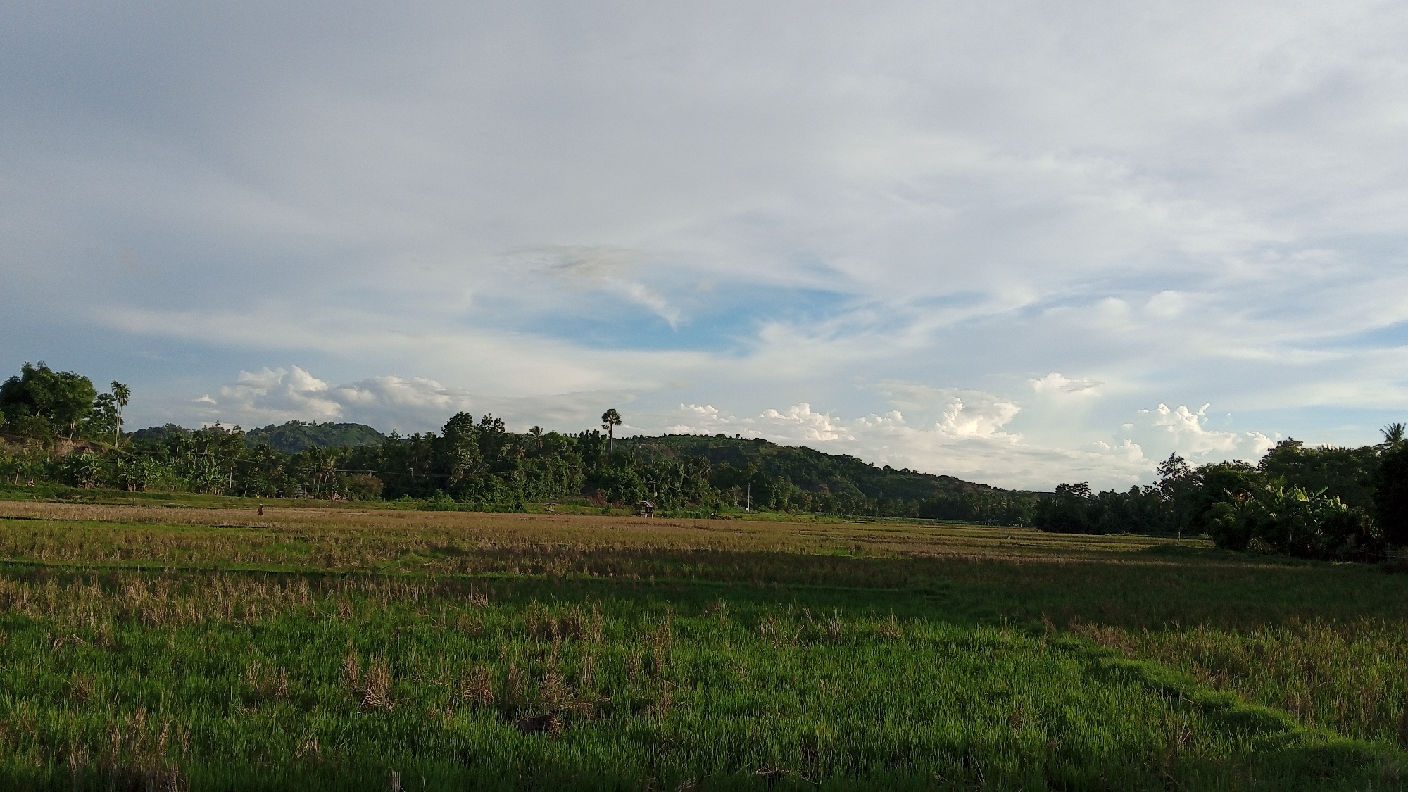 A wide landscape photograph depicts a rural scene with a rice field in the foreground and a treelined hill in the background under a cloudy sky. The rice field is divided into two sections: one with shorter green grass in the foreground and another section with dry, harvested stalks in the middle ground. A lone figure is visible walking in the distance within the harvested field. The hill is covered with dense green foliage and trees, with a few scattered structures visible among them. The sky is filled with a mix of white cumulus clouds and lighter, wispy clouds against a pale blue backdrop. The overall impression is one of a serene, agricultural environment in Blangreuling, Indonesia.