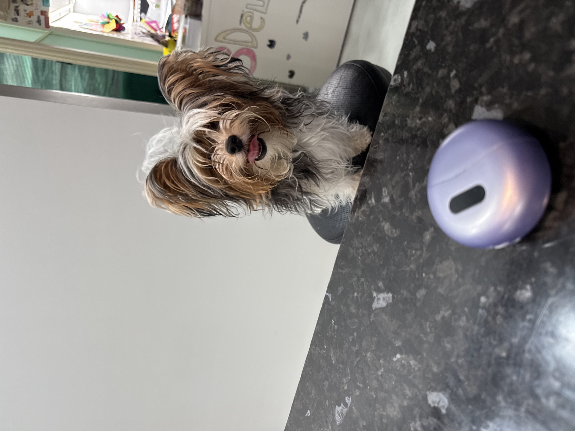 A small, fluffy dog with tri-colored fur sits on a dark chair, looking towards the camera. Its tongue is slightly sticking out, and its fur is long and shaggy around its face and ears. The dog appears to be in a home environment. Behind the dog, a white surface is visible, with some colorful items on a shelf above it, suggesting a playful or decorative area. The dog is positioned on the left side of the image, while a dark, speckled countertop occupies the right side. On the countertop, a small, oval-shaped object, possibly a portable charger or a small electronic device, is visible. The lighting suggests it is daytime, and the overall scene is casual and domestic. No specific activity is clearly taking place, but the dog's expression could be interpreted as happy or curious. There is some text visible on the white surface behind the dog, appearing to be in stylized lettering, but it is not clearly legible.