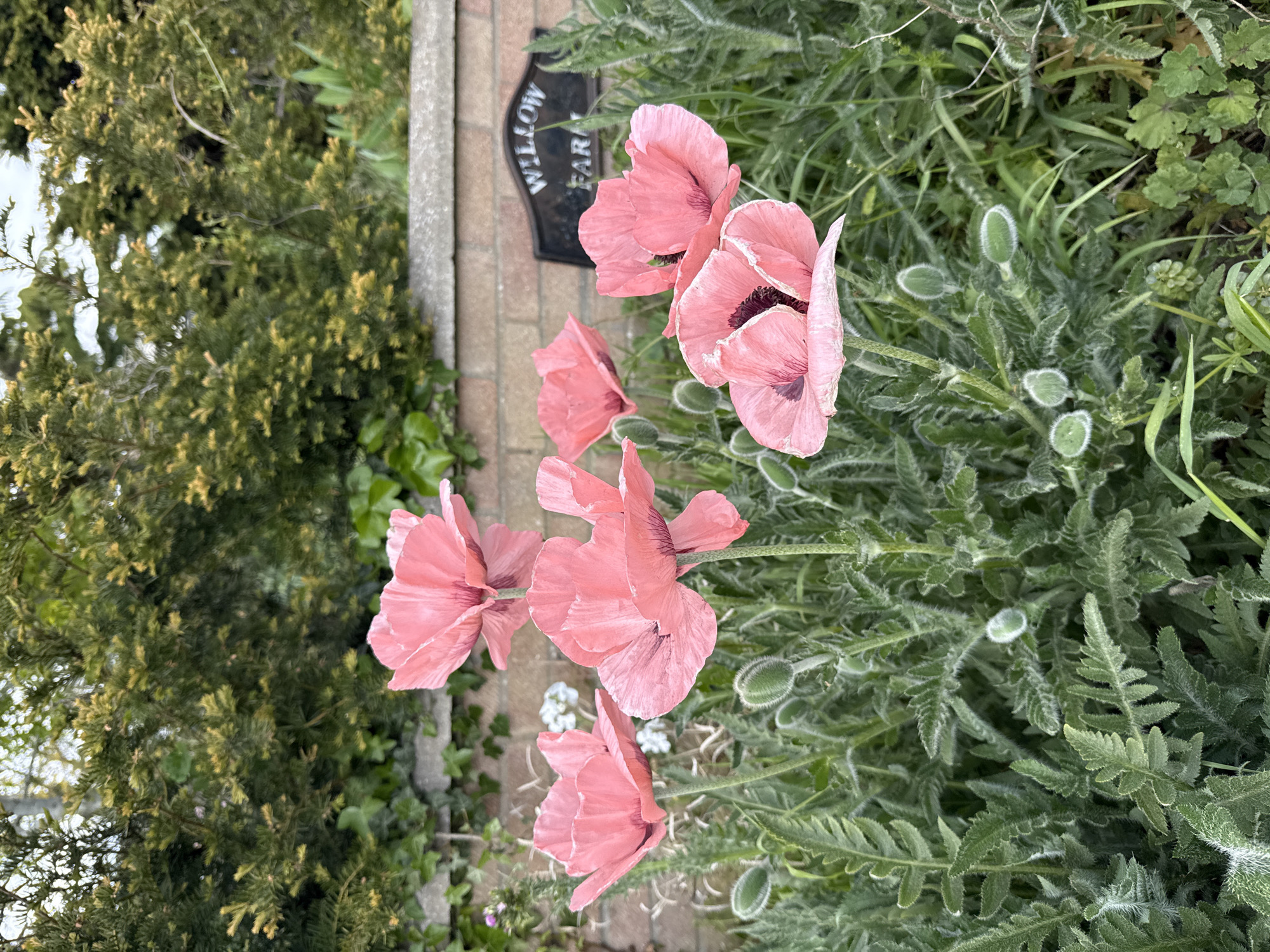 The image captures a vibrant display of pink poppy flowers in an outdoor garden setting. The poppies are in full bloom with delicate, papery petals. Their stems rise from a bed of green foliage, characterized by its fuzzy texture and fern-like appearance. Several unopened buds are visible amongst the leaves, suggesting ongoing floral development. Adjacent to the garden bed, a brick pathway or border is partially visible, with a stone plaque bearing the inscription "WILLOW FARM" leaning against it. To the left of the flowers, a dense green shrub adds a backdrop, indicating a well-maintained garden area. The scene is indicative of a serene, natural setting, likely found in a residential area or public park. There is no explicit information in the image indicating the location in the city of Great Yarmouth, United Kingdom, however, that is the location based on the search query.