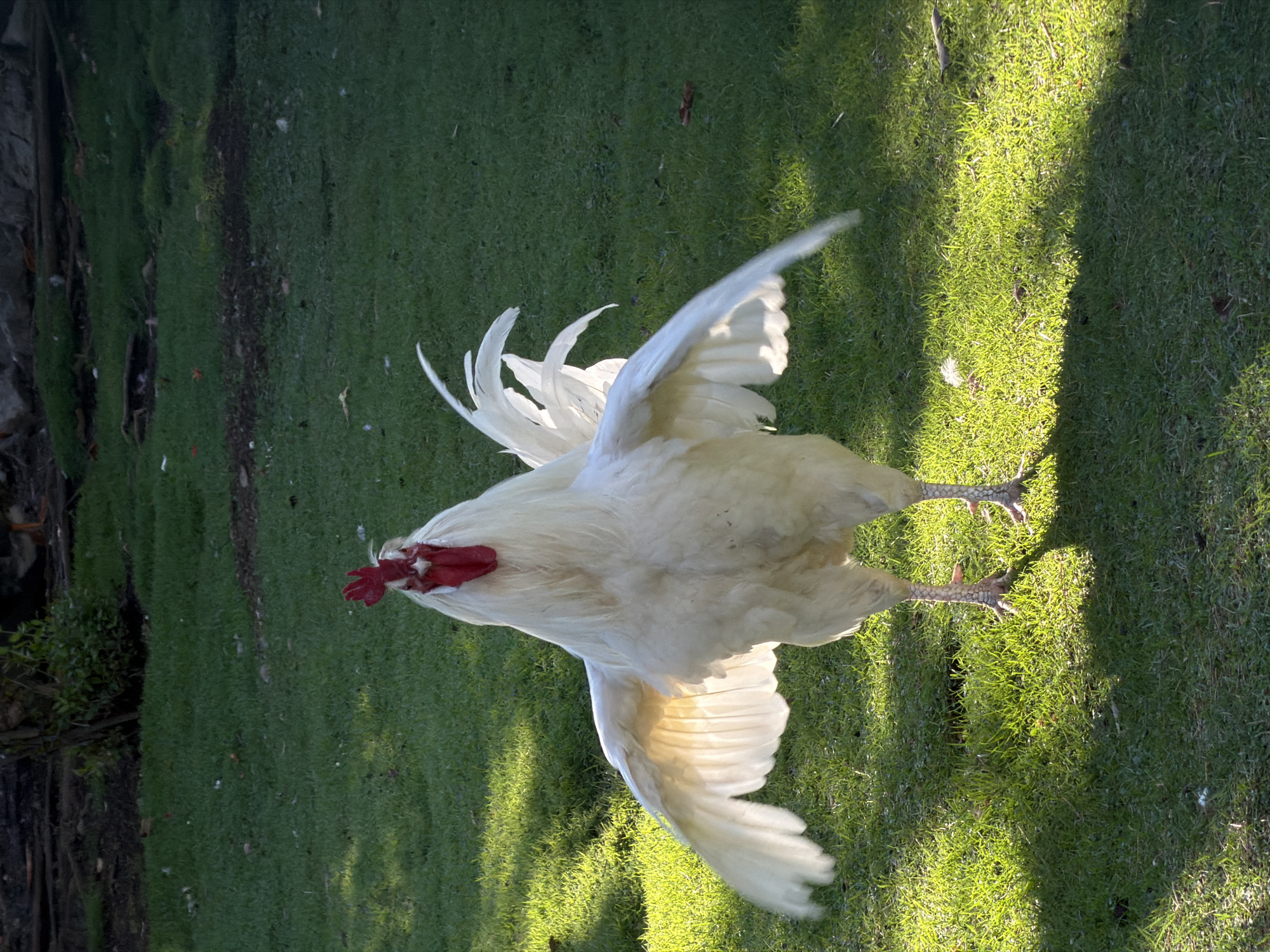 A white rooster stands in the middle of a grassy area, its wings outstretched and illuminated by sunlight. The rooster has a bright red comb and wattles. The grass is green and appears to be a lawn, with patches of sunlight and shadow. In the background, there is a dark area with some vegetation and what appears to be the edge of a building or wall. The overall scene suggests an outdoor environment, possibly a garden or park. There are no people or other animals visible in the frame.
