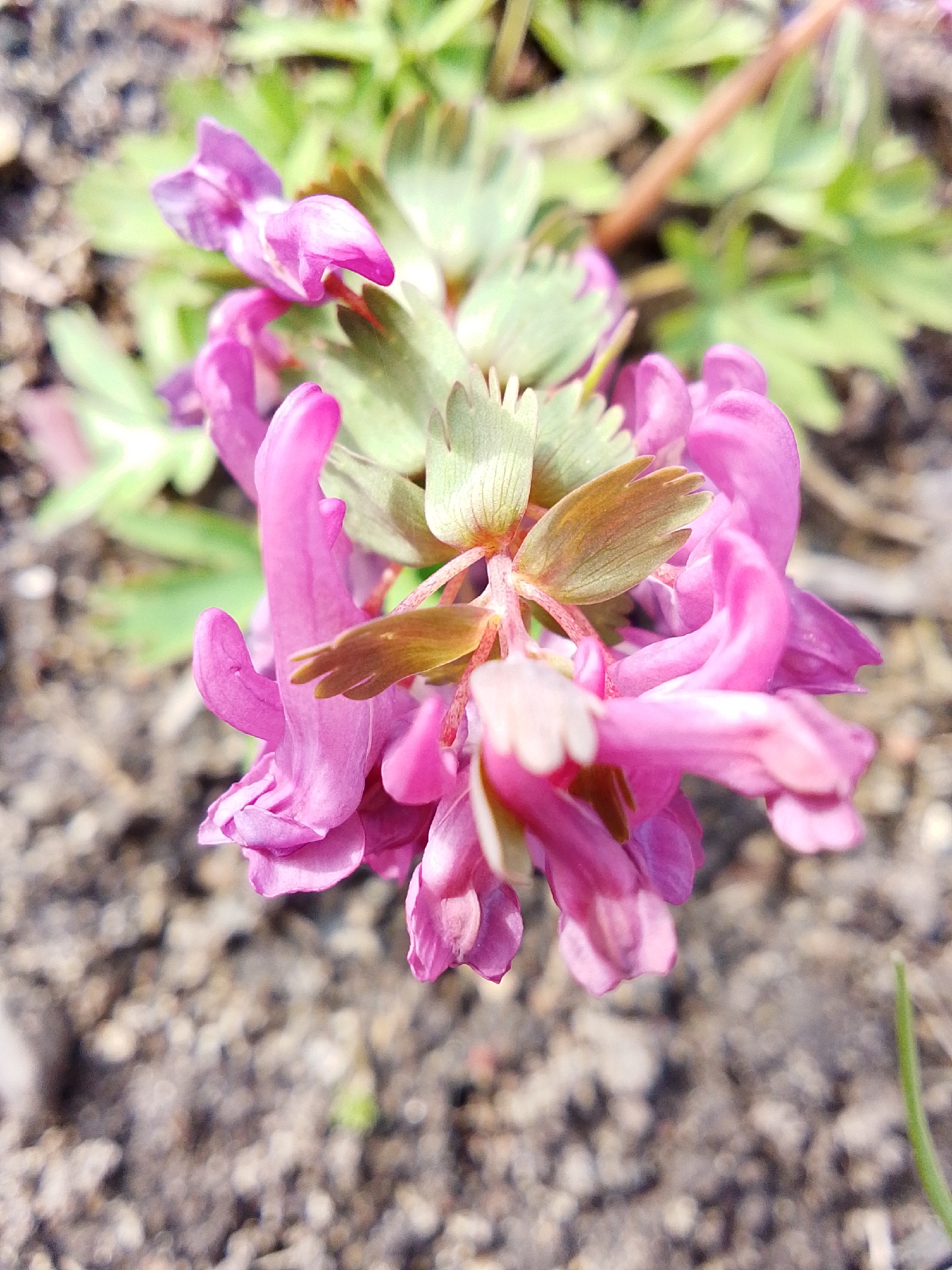 The image provides a close-up, eye-level view of a cluster of vibrant pink and magenta flowers, likely a species of Corydalis due to their distinctive spurred, tubular shape. The flowers are the central subject, appearing in various stages of bloom, with some fully open and others still forming. Their petals display a rich, saturated hue.
Interspersed with the blossoms are small, deeply lobed leaves that transition from green to a bronze or brownish-green color, particularly near the flower clusters. These leaves have a somewhat serrated or scalloped margin. The slender stems supporting the flowers and leaves show hints of reddish-purple coloration.
The background is softly blurred, creating a shallow depth of field that draws attention to the intricate details of the flowers. Out-of-focus green foliage is visible behind the main subject, suggesting other plants in the vicinity. The ground below consists of textured, dark soil or fine gravel, also blurred, indicating an outdoor, natural setting.
The bright and natural lighting suggests a clear, sunny day, possibly late morning or early afternoon, which enhances the vivid colors of the flowers. There is no visible text, human activity, or specific objects beyond the plant itself. The overall impression is one of delicate natural beauty and the freshness of blooming flora in an outdoor environment, situated in Khlevnoye, Russia.