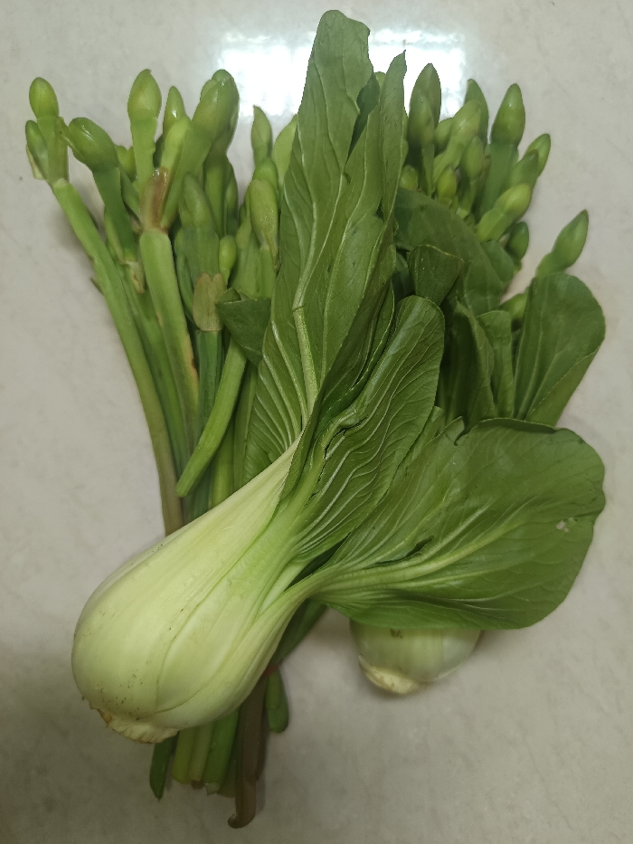 This image displays a static arrangement of fresh green vegetables on a light-colored, reflective surface. The scene is situated in Gotha, Germany. Prominently featured are multiple heads of bok choy (Brassica rapa subsp. chinensis), characterized by their thick, pale green to white bases and broad, dark green leaves with visible venation. These are positioned predominantly in the lower and central areas of the frame. Interspersed and forming a dense cluster behind and to the left of the bok choy are numerous slender, vibrant green stalks, each terminating in an elongated, light green, closed flower bud, resembling garlic scapes or similar flowering produce. The underlying surface is uniform, light grey or off-white, exhibiting a subtle texture and slight sheen. Illumination is even, producing soft shadows. No individuals are present, and no active interactions or dynamic actions are depicted.