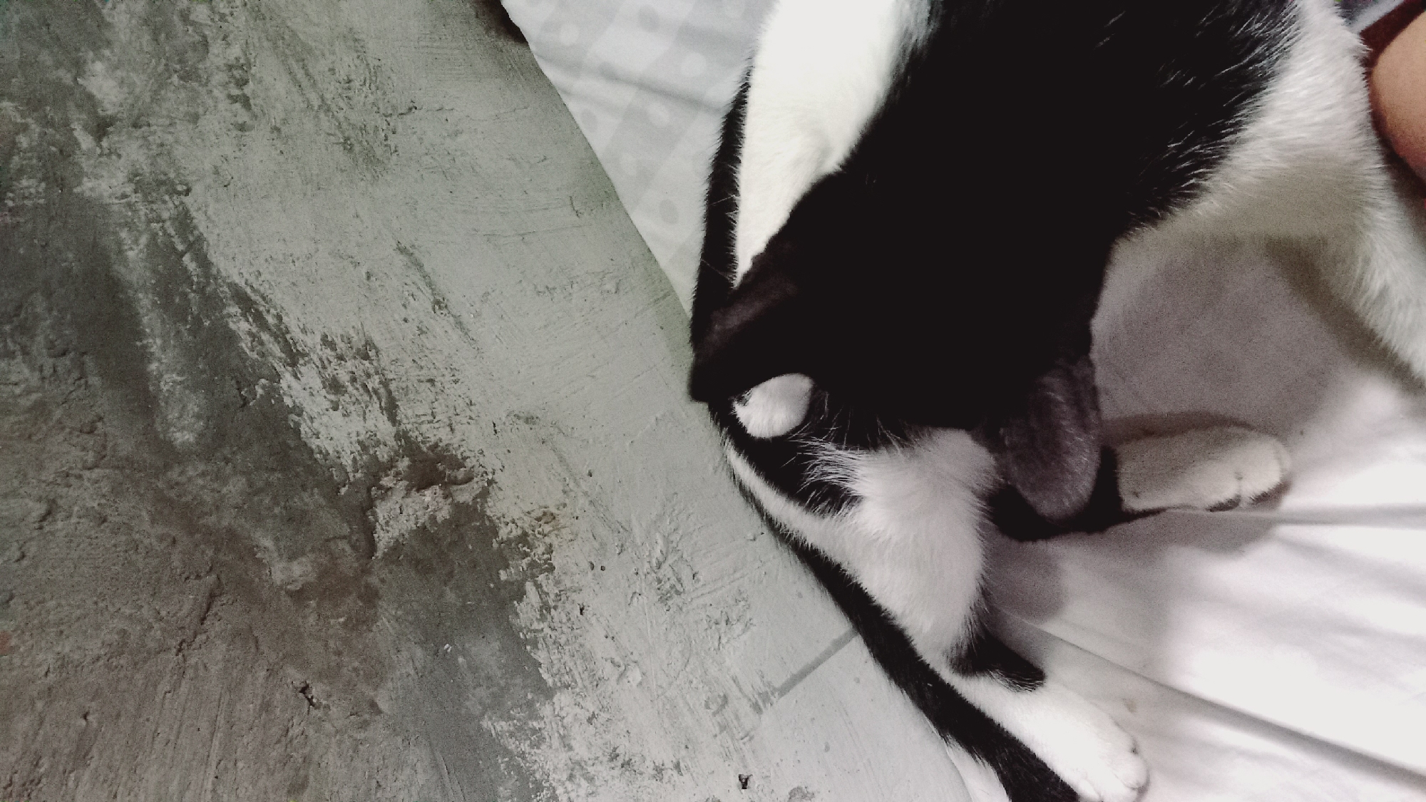 The image shows a close-up view of a black and white cat lying on a white surface, possibly a bed or sofa. The cat is mostly black with white patches on its chest, paws, and tail. Its back is visible, and its head is tucked in, making it difficult to see its face. The background features a textured, rough gray surface, possibly a wall or ceiling. The lighting is dim, creating shadows and highlighting the cat's fur. The location is specified as Leuwisadeng, Indonesia, but there are no explicit visual cues within the image to confirm this specific location, only the provided metadata.
