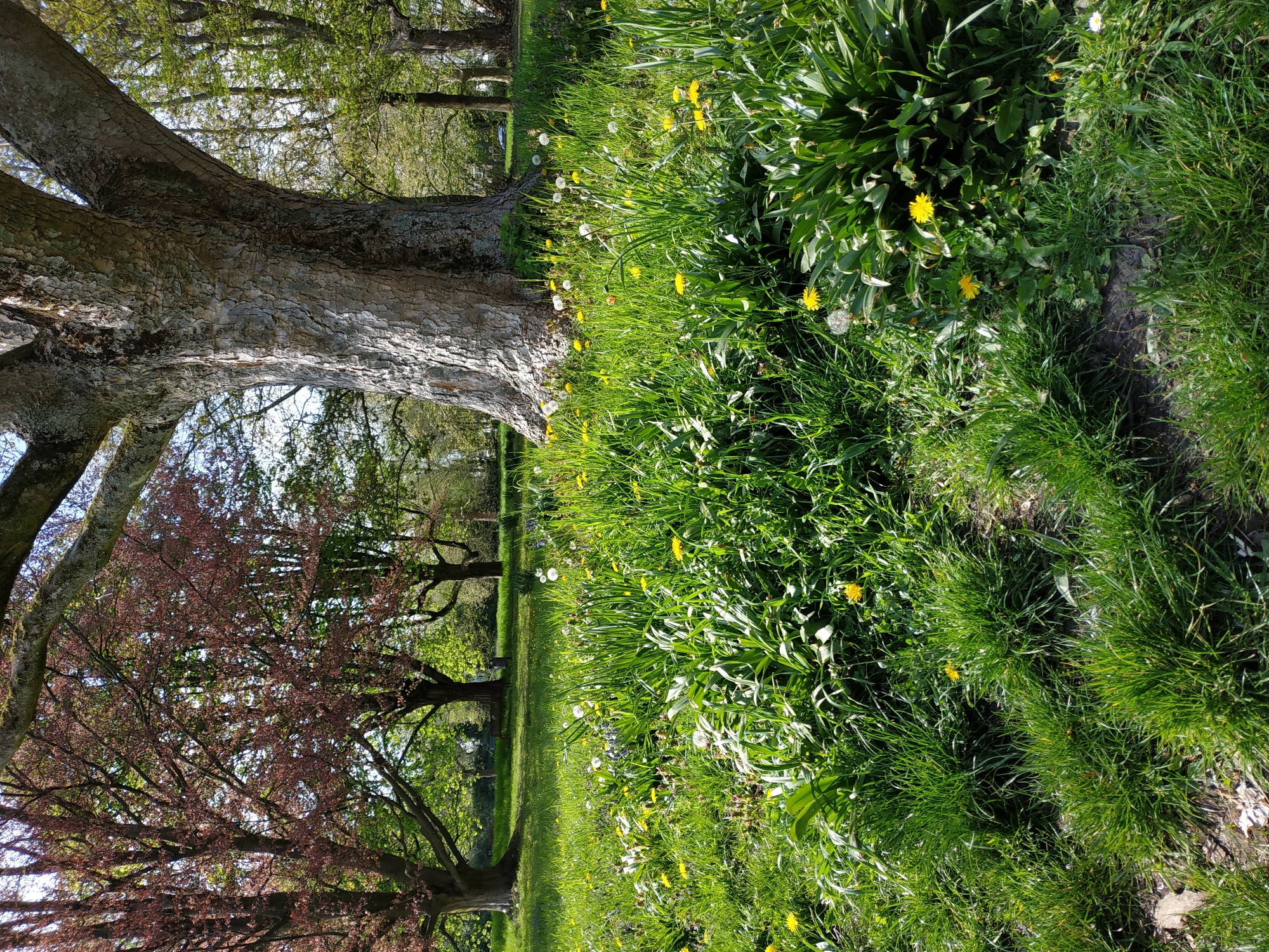 The image portrays a vibrant, sunlit park or natural landscape located in Dortmund, Germany. The scene is dominated by lush greenery and mature trees, suggesting a pleasant spring or early summer day.
In the foreground, on the left, a large tree trunk with deeply textured, grey-brown bark stands prominently. Its massive branches extend upwards and across the top of the frame. To the left and slightly behind this tree, another tree features striking reddish-brown foliage, offering a rich color contrast against the surrounding greens.
The ground covering the majority of the lower and right sections of the image is a dense carpet of bright green grass. This grass is richly interspersed with numerous yellow dandelions in full bloom, along with several fluffy white dandelion seed heads. The strong, direct sunlight illuminates the grass and the tree bark, creating bright highlights and indicating a clear, sunny day, likely late morning or early afternoon.
Further in the background, more trees with verdant green leaves can be seen, reinforcing the impression of a sprawling park or natural area. The overall atmosphere conveyed is one of natural beauty and tranquility. There are no people visible, nor any discernible man-made objects, keeping the focus entirely on the picturesque natural environment. No visible text is present in the image.