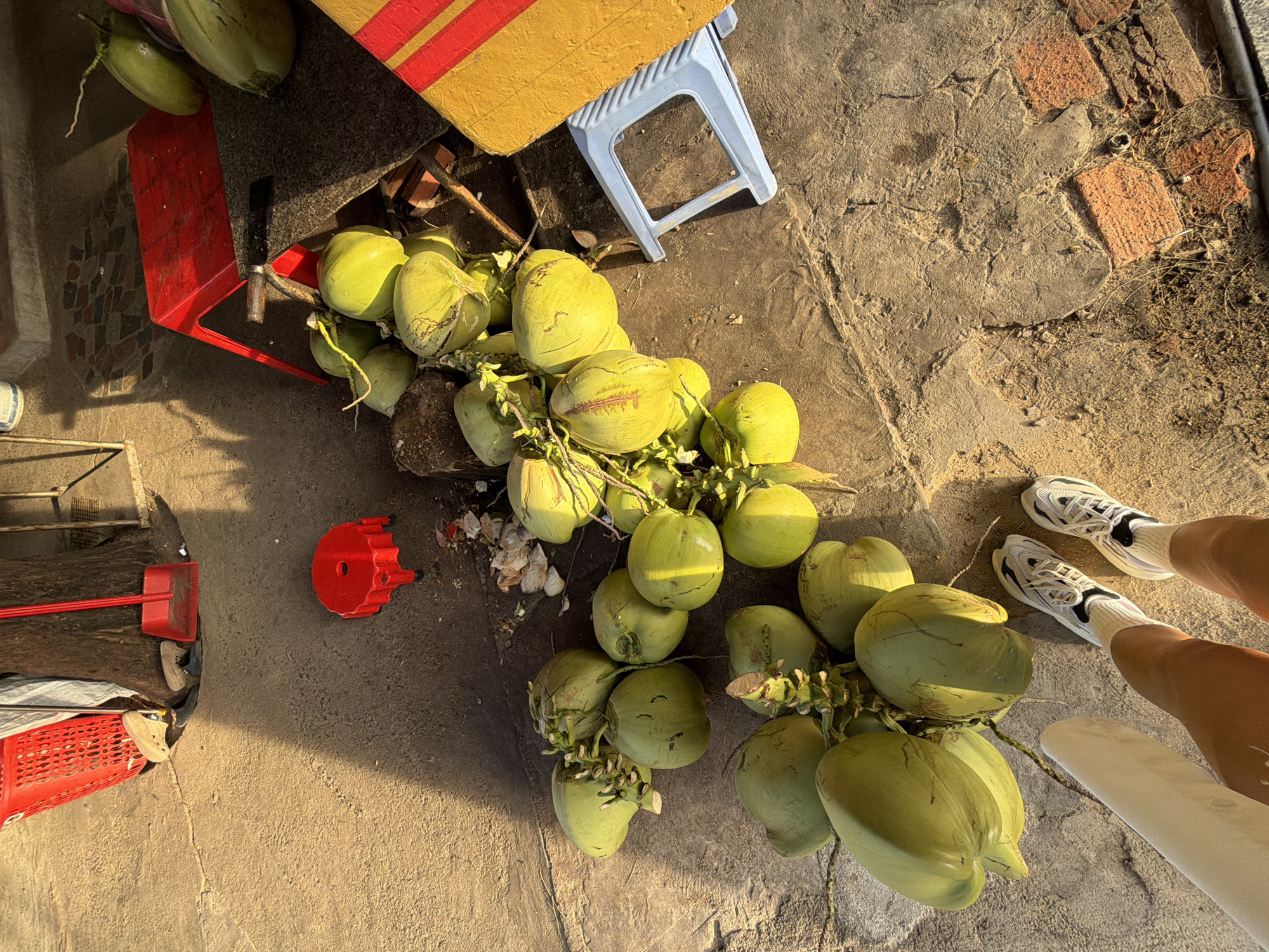 A top-down, medium-shot captures a selection of young coconuts resting on a rough, sandy, and cracked concrete ground, illuminated by the warm, low-angled light of late afternoon. The scene is set in a street or market setting in South Quy Nhon Ward, Vietnam.
The primary subjects are numerous green coconuts, some still attached to stems and branches, clustered together on the ground. One prominent bunch features at least eight coconuts. There are also other stray coconuts scattered around.
Objects in the scene include a bright red plastic dustpan and brush set, a red plastic basket, and a red plastic funnel-shaped object. A blue plastic stool is visible, supporting a yellow table with red stripes. A person's legs and feet, clad in white socks and athletic shoes, are positioned in the lower right corner of the frame, suggesting they are either standing or have just finished an activity.
The lighting indicates the time of day is late afternoon, casting long shadows. The weather appears to be fair, with bright sunlight. The ground texture, brick fragments, and the general arrangement of items suggest an outdoor, possibly informal, commercial or domestic space. There is no visible text in the image. The overall impression is one of a casual moment, perhaps after a market purchase or preparation for a sale, given the abundance of coconuts.