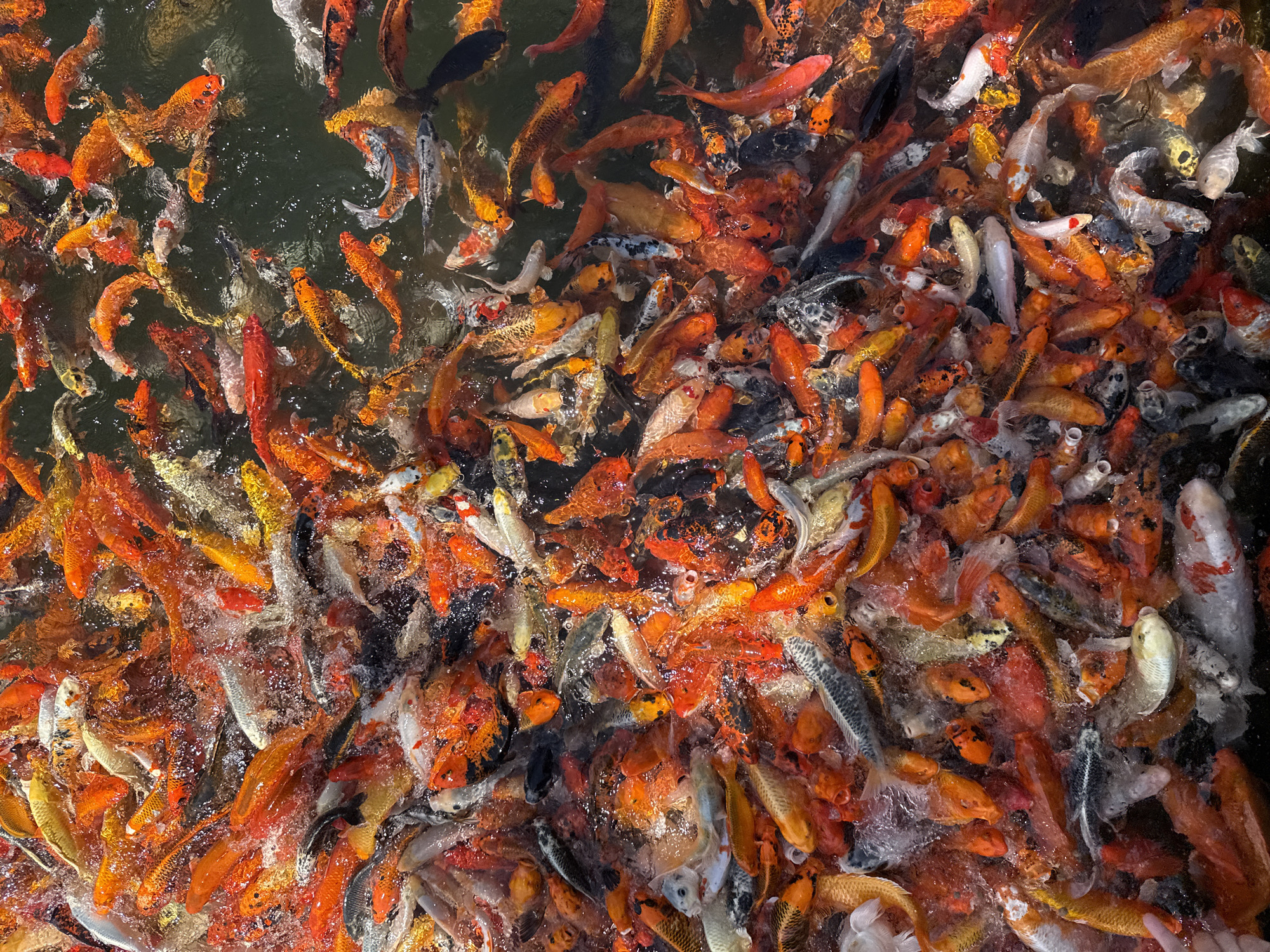 The image shows a dense swarm of koi fish in a body of water, likely a pond. The fish are predominantly orange, red, and white, with some exhibiting black markings. The water appears murky, disturbed by the movement of the fish. The scene is observed from an elevated perspective, looking down into the pond filled with the fish.