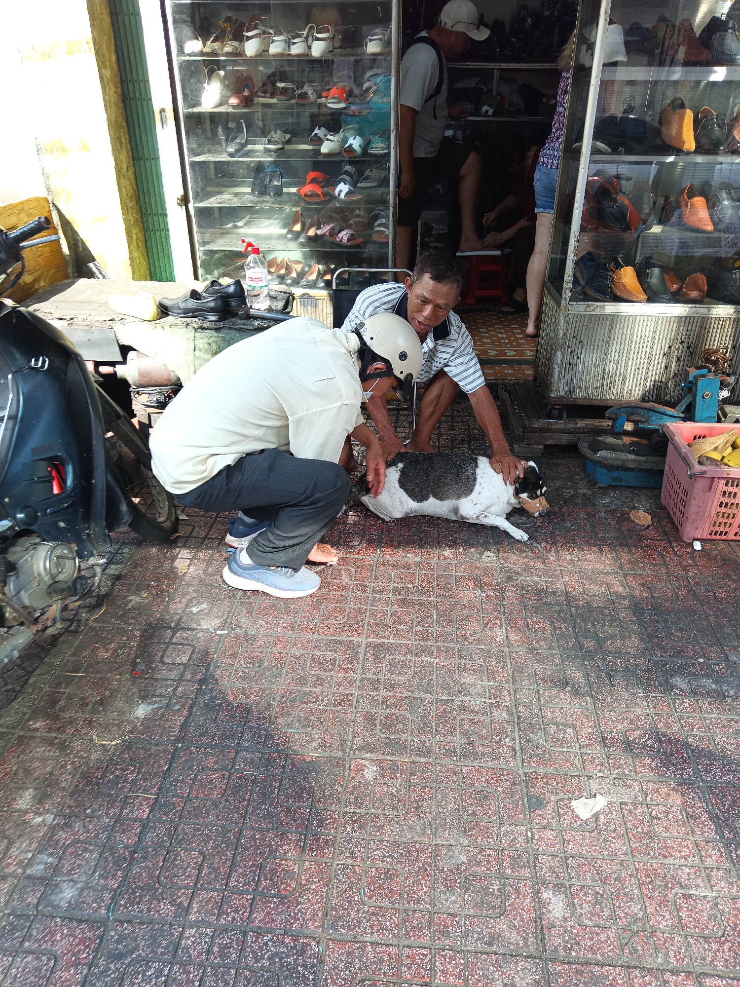 A man wearing a white helmet and a striped polo shirt is crouched on the ground, gently petting a small black and white dog that is lying on its side. The dog is wearing a muzzle. Another man in a light-colored shirt and dark pants is also crouched, appearing to assist or observe. They are on a tiled sidewalk in front of a store with a display of shoes in a glass case. A motorcycle is parked to the left of the scene. In the background, other people are visible inside the store, and more shoes are displayed. The overall environment appears to be an urban setting in Nha Trang, Vietnam, likely a shoe store.
