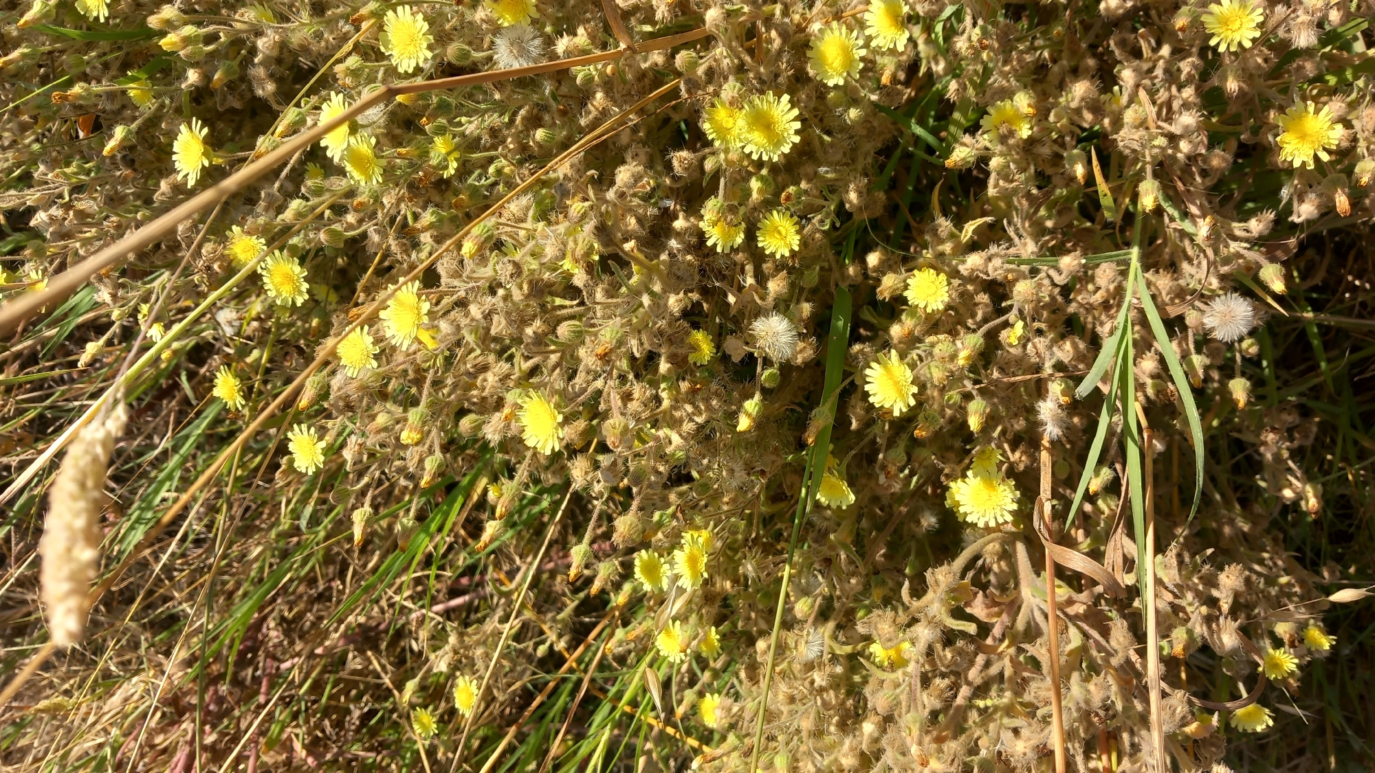 This media file captures a close-up, sun-drenched scene of a field filled with small yellow wildflowers and dry, fuzzy seed heads. The flowers have a daisy-like appearance with multiple ray florets radiating from a central disc. Many of the plants are in various stages of their life cycle, with some in full bloom, others appearing as closed buds, and many displaying their fluffy seed formations. Interspersed with the plants are thin, dry stalks and blades of grass, suggesting a natural, perhaps untamed, outdoor setting.
The lighting indicates a bright, sunny day, likely mid-morning or afternoon, as evidenced by the strong highlights and shadows. The sunlight illuminates the yellow petals, making them appear vibrant against the more muted browns and tans of the dry plant material. The overall impression is one of natural growth and the transition of seasons, with the remnants of flowering mingling with the promise of future seeds. There is no text visible in the image.