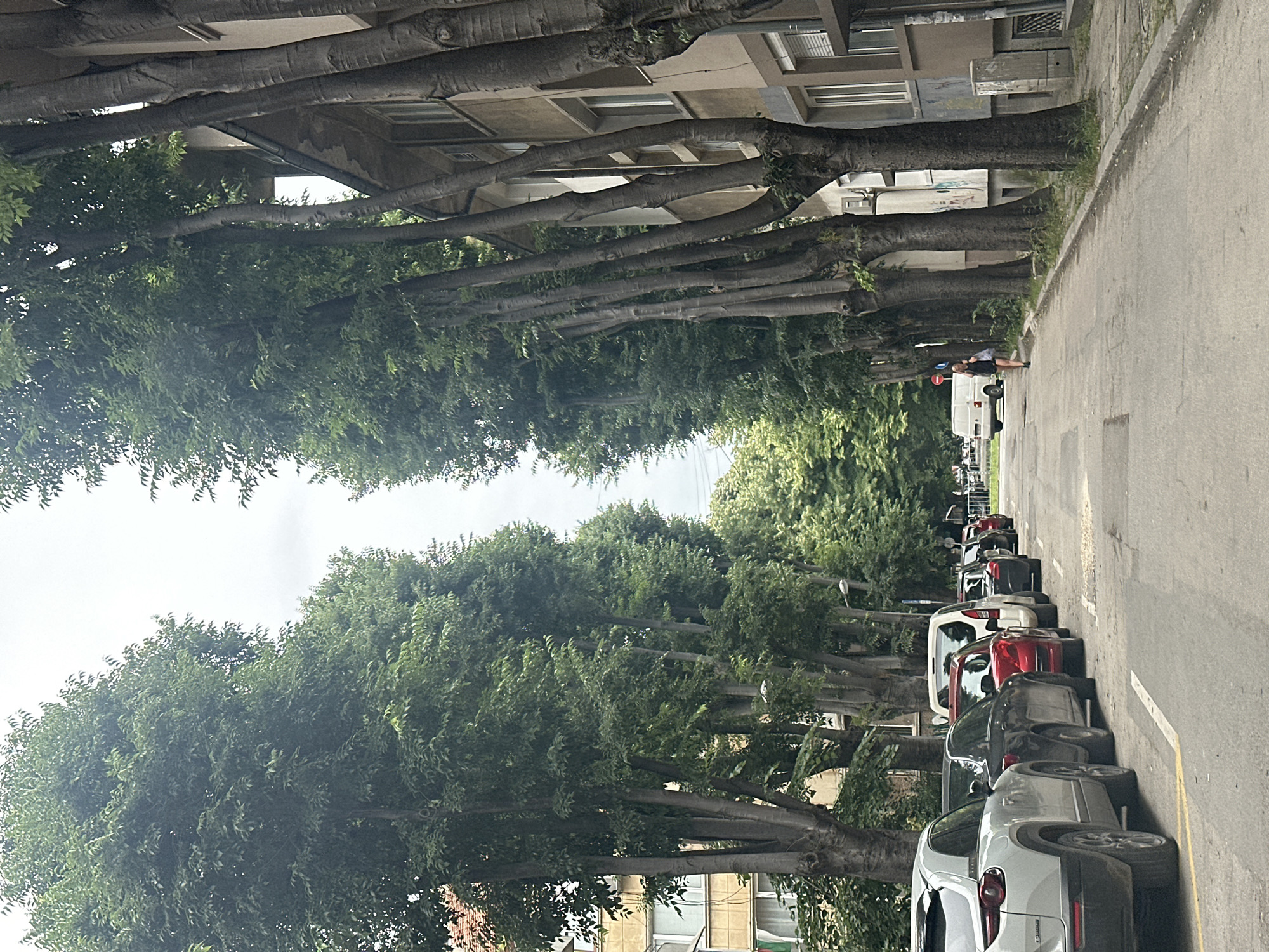 A person is standing on a sidewalk next to a street lined with parked cars and trees. The person is wearing a black dress and appears to be looking at something off-camera. The trees have thick trunks and are covered in green leaves. The street is paved with asphalt and has a white line painted down the center. The buildings in the background are made of concrete and have a modern architectural style. The sky is overcast, suggesting a cloudy day. The scene appears to be set in an urban environment during the daytime. There is a white van and other vehicles parked along the street, and a white sign with red lettering is visible near the person.