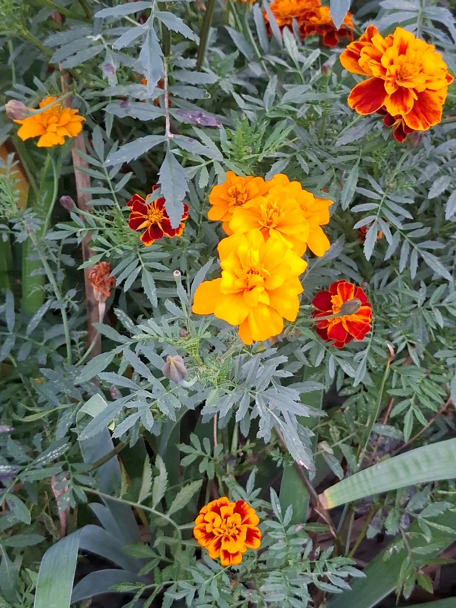 This is a close-up, eye-level, vertical shot of a cluster of marigolds in a garden. The marigolds are in various stages of bloom, with some fully open and others in bud. The petals are a vibrant mix of orange and red, with some flowers exhibiting a gradient of color. The leaves are a deep green and feathery, creating a lush backdrop for the flowers. The lighting is natural and diffused, highlighting the textures and colors of the blooms. There are no people or animals visible in the image. The environment appears to be a garden or natural setting, with no man-made structures clearly visible.