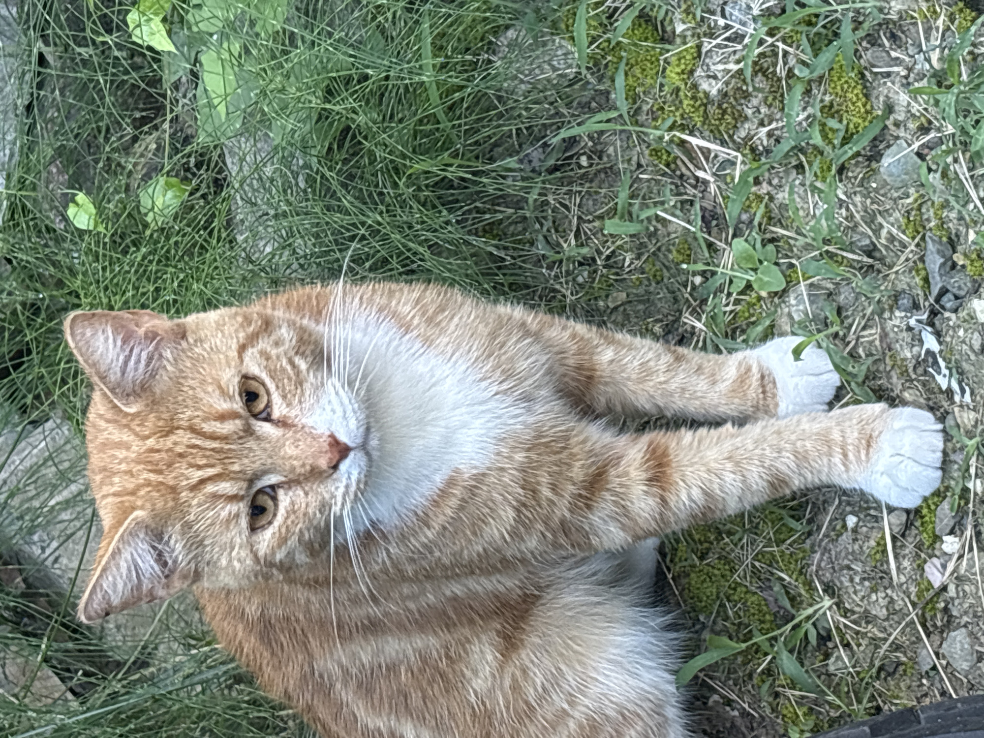 This is a close-up, high-angle, eye-level shot of an orange tabby cat lying on the ground. The cat is the primary subject, positioned in the lower left and center of the frame. It is facing towards the upper right, with its head tilted slightly. Its fur is a mix of orange and white, with distinct tabby stripes on its body and head. The cat's eyes are a warm amber color and it appears relaxed, with its paws extended. Its white paws are particularly noticeable.
The setting is outdoors, with a mix of green grass, moss, and dry dirt or soil. Some small green plants and leaves are visible amongst the grass. The ground appears somewhat uneven and textured. The lighting suggests it is daytime, with no harsh shadows, possibly indicating an overcast or softly lit day. The overall mood is peaceful and natural. No text is visible in the image. The location context is Sochi, Russia.