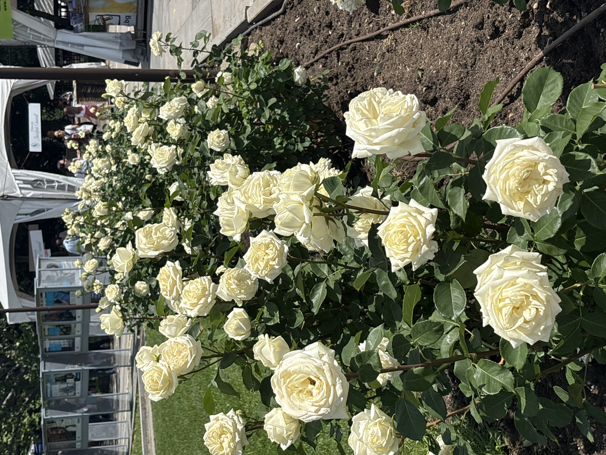The image depicts a vibrant outdoor scene dominated by numerous white and cream-colored roses in full bloom, arranged in a flowerbed in the foreground and midground. The roses have dark green foliage and appear healthy, planted in dark soil with visible irrigation tubing. A patch of green grass is also seen to the left of the flowerbed.
In the background, several white canopy tents are set up, suggesting an outdoor event, market, or exhibition. Beneath and around these tents, several people are visible, indicating activity. One person in a red or pink top is more distinct among the others who are browsing or observing. Near the lower left corner, a tall, multi-tiered display rack, likely holding brochures or books, is visible under one of the tents.
The scene is brightly lit by natural sunlight, indicating it is daytime, likely morning or early afternoon, with clear weather. Shadows are visible, confirming the sunny conditions.
Visible text includes a green sign under one of the tents, which reads "Национален Здравен Съвет" (National Health Council) in Cyrillic. Further back, a yellow sign is partially visible, showing ".bg" and some other illegible text, which could be part of a website or advertisement. The setting, with its public event and gardens, is consistent with a park or public square in Sofia, Bulgaria.