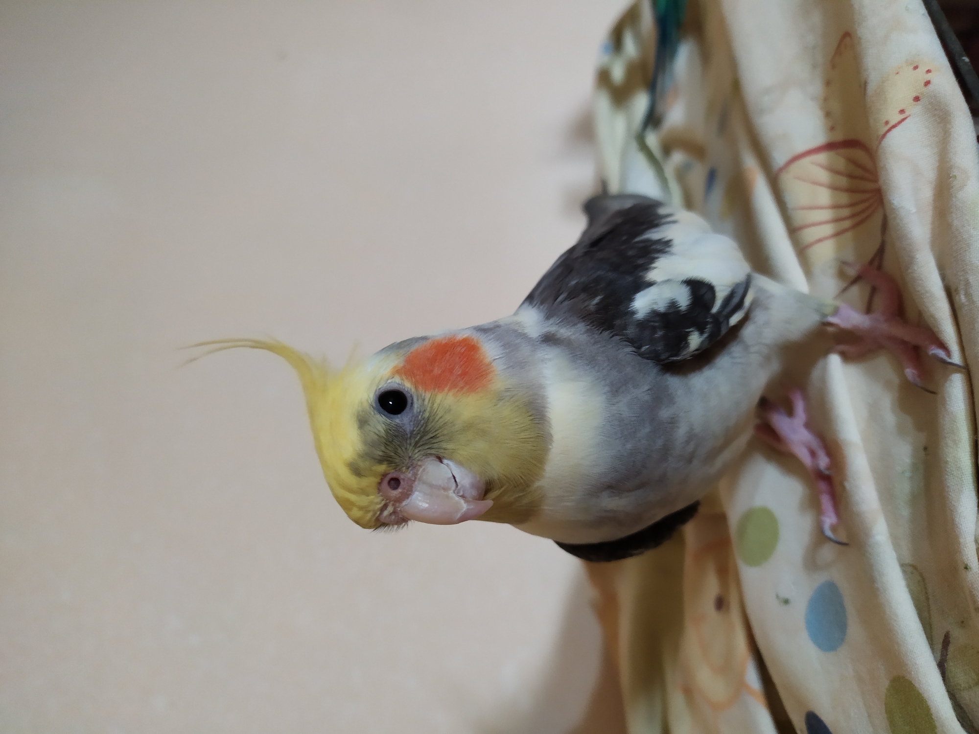 A cockatiel is perched on a patterned blanket. The bird has a yellow crest and head, with orange patches on its cheeks. Its body is primarily gray with white and black markings. The background is a plain, light-colored wall, casting a shadow of the bird to the left. The blanket has a repeating pattern of colorful polka dots and floral motifs. There are no people visible in the image. The scene appears to be indoors. There is no information provided about the city of Bilajari, Azerbaijan, or any connection to this location.