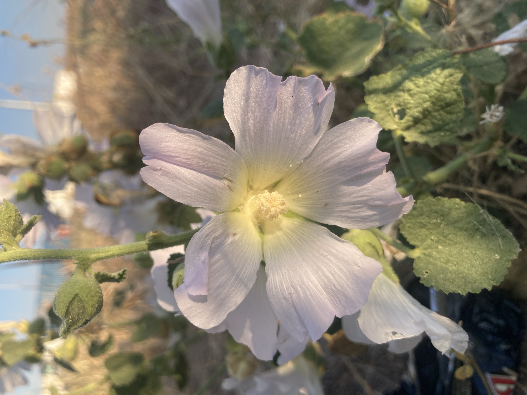 A close-up, eye-level shot captures a delicate, pale purple hollyhock flower in bloom, its petals gently unfurling towards a soft, golden light. The center of the flower is a vibrant yellow, with numerous stamens clustered together. The flower is part of a plant with a fuzzy green stem and a few green buds still closed. Below the main bloom, another partially visible white hollyhock flower can be seen. The background is softly blurred, showing dry, golden grass and a hint of blue sky, suggesting an outdoor setting. The lower left corner of the image shows a dark, indistinct object, possibly a piece of trash or debris, and a textured green leaf. The overall impression is one of natural beauty bathed in the warm glow of what appears to be early morning or late afternoon light, likely in a field or garden area, possibly near the coast in Balâ, Turkey, given the hints of distant structures and the possibility of coastal flora.