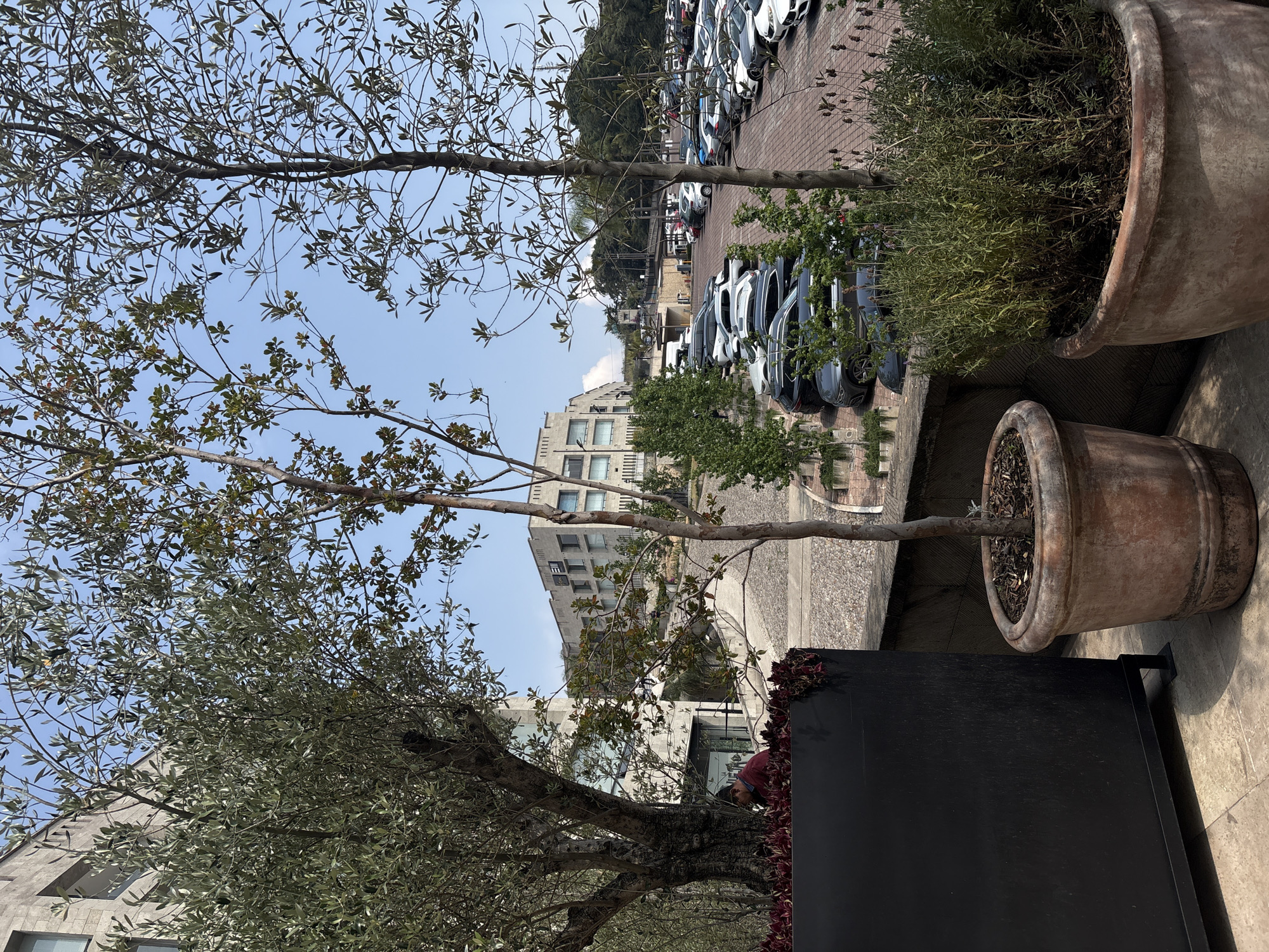 The image depicts an outdoor scene in Ciudad López Mateos, Mexico. In the foreground are two large terracotta pots containing trees or bushes. A black, rectangular structure is partially visible near the bottom of the frame, adorned with red foliage. In the background, there's a parking lot filled with numerous cars, mostly light-colored. Behind the parking lot is a modern building with multiple windows and some greenery. The sky is partly cloudy, and the image is taken from a low angle, looking upward.