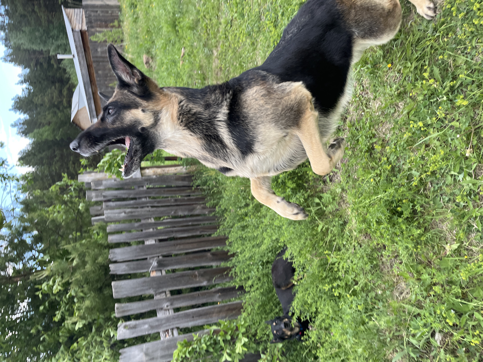 The scene is outdoors in a grassy area next to a wooden fence. A German Shepherd dog is standing on the grass with its mouth open, possibly barking or panting. In the lower part of the frame, a smaller dog is partially visible in the grass. In the background, there is a wooden structure with a roof. There is no information in the image to confirm it is in Nizhny Tagil, Russia.