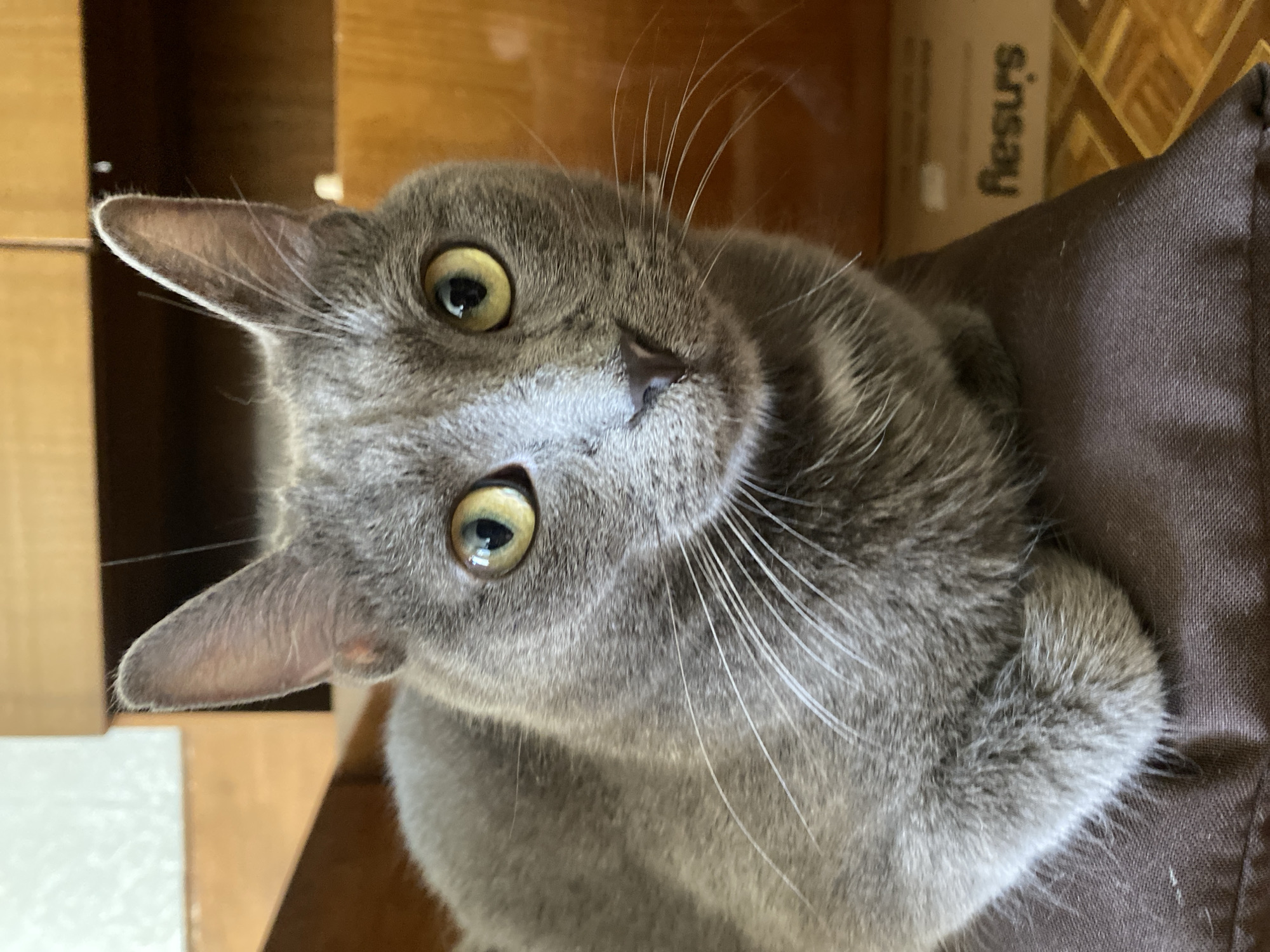 A close-up shot shows a Russian Blue cat sitting on a brown cushion. The cat has short, gray fur, pointed ears, and yellow eyes. The cat's paws are tucked beneath its body, and it is looking directly at the camera. The background is out of focus, but appears to be a room with wooden furniture. The cat's whiskers are long and white, and its nose is dark gray.