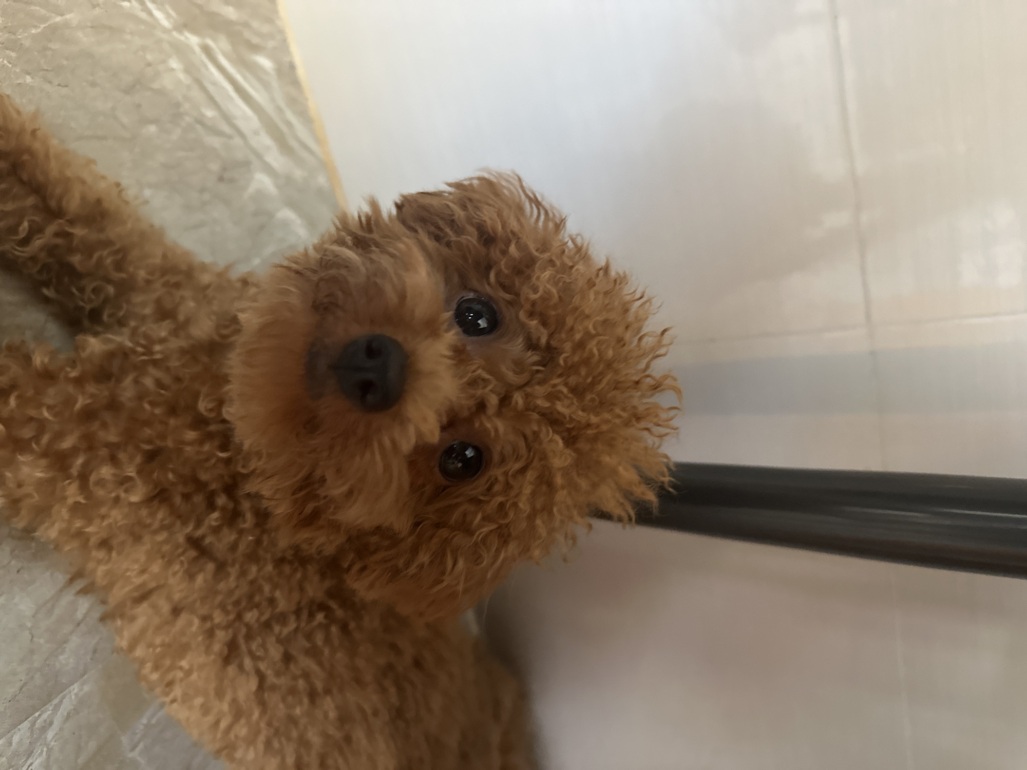 A close-up, angled shot features a brown poodle-like dog. The dog has a dense, curly coat, a round black nose, and dark eyes. The dog's head is tilted, looking up at the camera.
The background consists of two surfaces: a light-colored, tiled floor, and a white tiled wall. A dark-colored metal bar or rod is visible near the right edge of the frame, positioned between the dog and the wall. The image doesn't offer sufficient detail to determine its location in Nha Trang Ward, Vietnam.