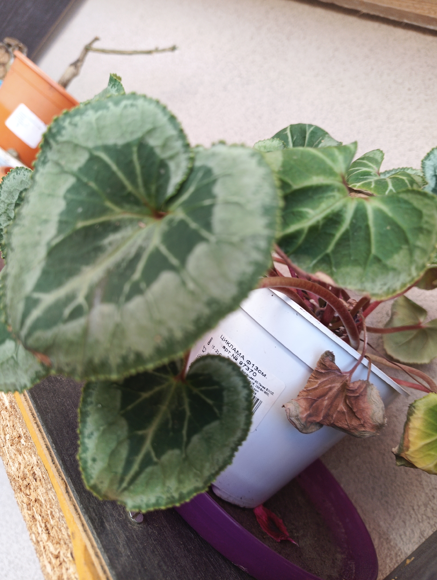 A close-up overhead shot shows a potted plant with large, heart-shaped leaves. The leaves are variegated, with dark green edges and lighter green or silvery patterns in the center. The plant is in a white plastic pot, which is sitting on a textured wooden surface. There is a dried, brown leaf at the base of the plant. In the background, an orange plastic pot and a thin branch are visible. A piece of paper with Cyrillic text, possibly a label for the plant, is attached to the white pot. The setting appears to be indoors or on a sheltered surface, possibly a windowsill or balcony. There is no visible indication of the city of Karnobat, Bulgaria in the image itself.