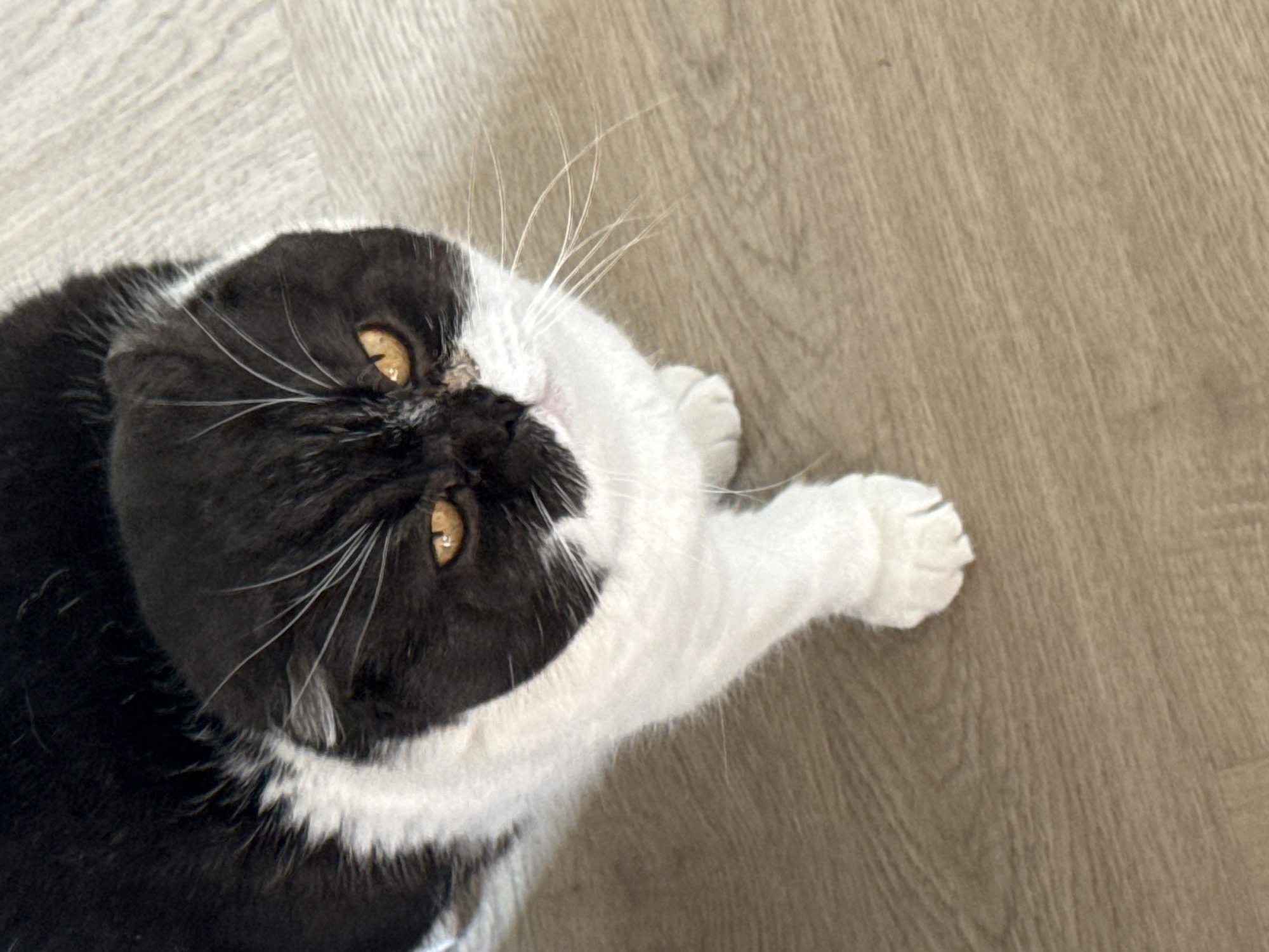 A top-down shot of a black and white cat lying on a wooden floor. The cat has yellow eyes and white whiskers. Its body is partially out of frame. The floor is a light brown color with a wood grain pattern. The location is unspecified and irrelevant.