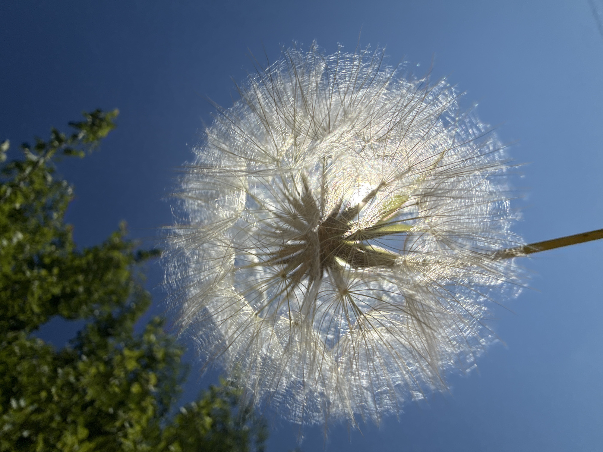 The image shows a close-up, low-angle view of a large dandelion seed head against a bright blue sky. The dandelion is in focus, with its delicate white filaments radiating outwards. Sunlight passes through the seed head, creating a halo effect and highlighting the translucent quality of the seeds. In the upper left corner, out-of-focus green leaves and branches of a tree are visible, suggesting an outdoor setting. The sky is clear and unclouded. The scene appears to be an ordinary natural environment, not specifically identifiable with Dmitrov, Russia, or any urban location.
