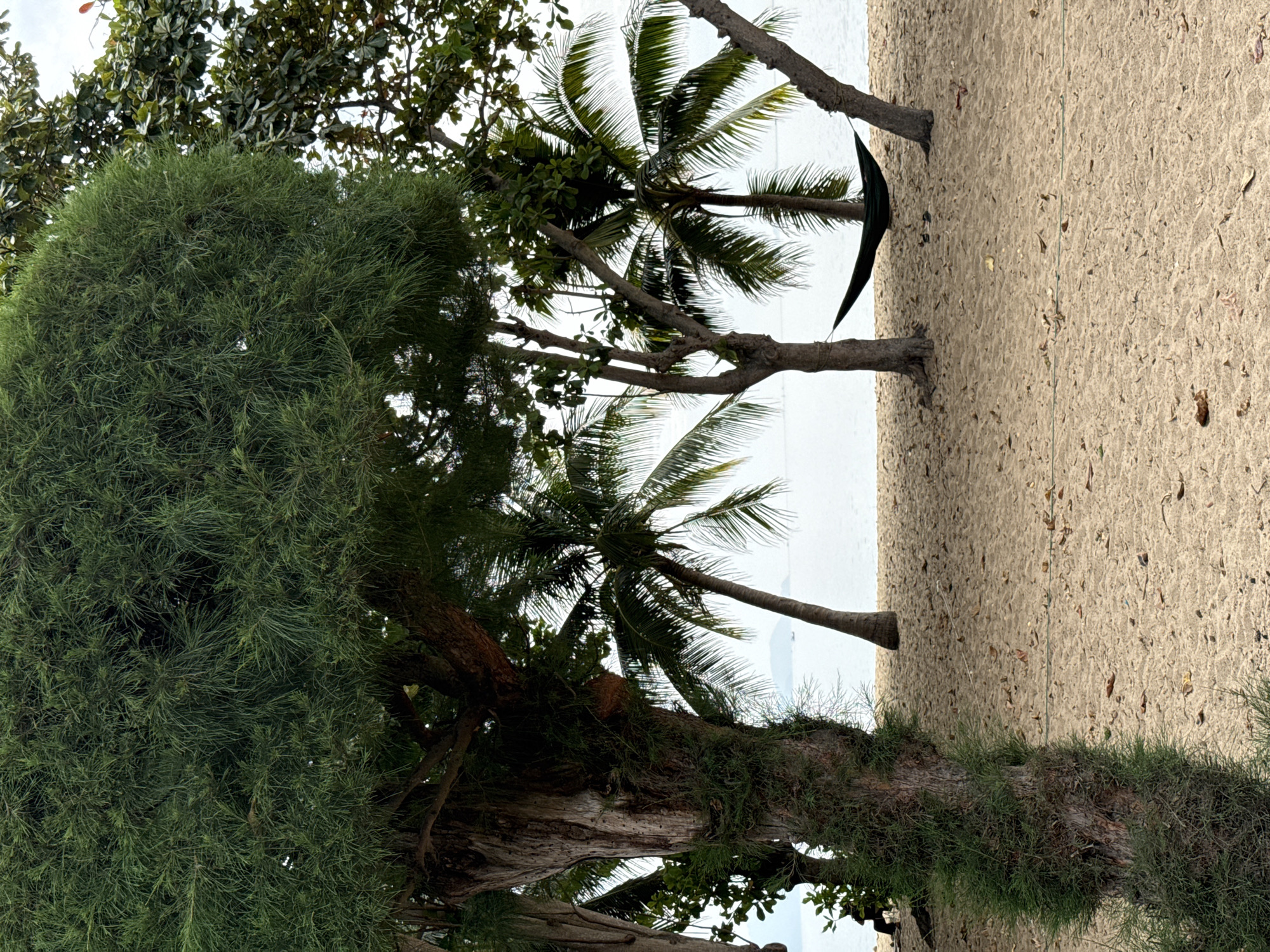 The image depicts a beach scene with several trees and palm trees on a sandy shore. In the foreground, a large tree trunk covered in mossy growth is prominent on the left. Behind it, a row of palm trees extends towards the right, with one tree in the middle and others further back. A dark green hammock is suspended between two trees in the mid-ground, with a person's legs visible within it. The background shows a calm body of water, possibly the ocean, and a faint outline of land or islands in the distance. The sky is overcast. The scene appears to be a tranquil beach setting in Nha Trang, Vietnam.