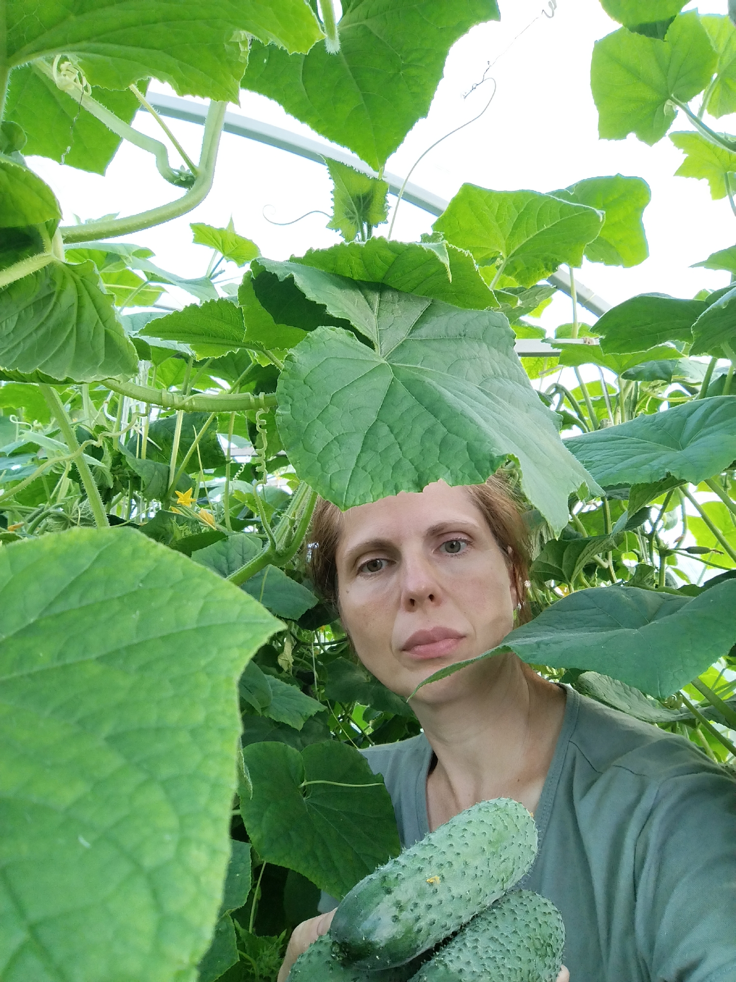 A medium shot captures a woman in a greenhouse in Zavodoukovsk, Russia. She is partially obscured by large, green cucumber leaves, with her face visible in the upper right quadrant of the image. She has light brown hair and is wearing a green t-shirt. Her hands are in the lower right corner, holding two ripe cucumbers. The greenhouse environment is evident from the presence of lush foliage and the structure of the greenhouse roof overhead. The overall scene depicts a harvest in progress.