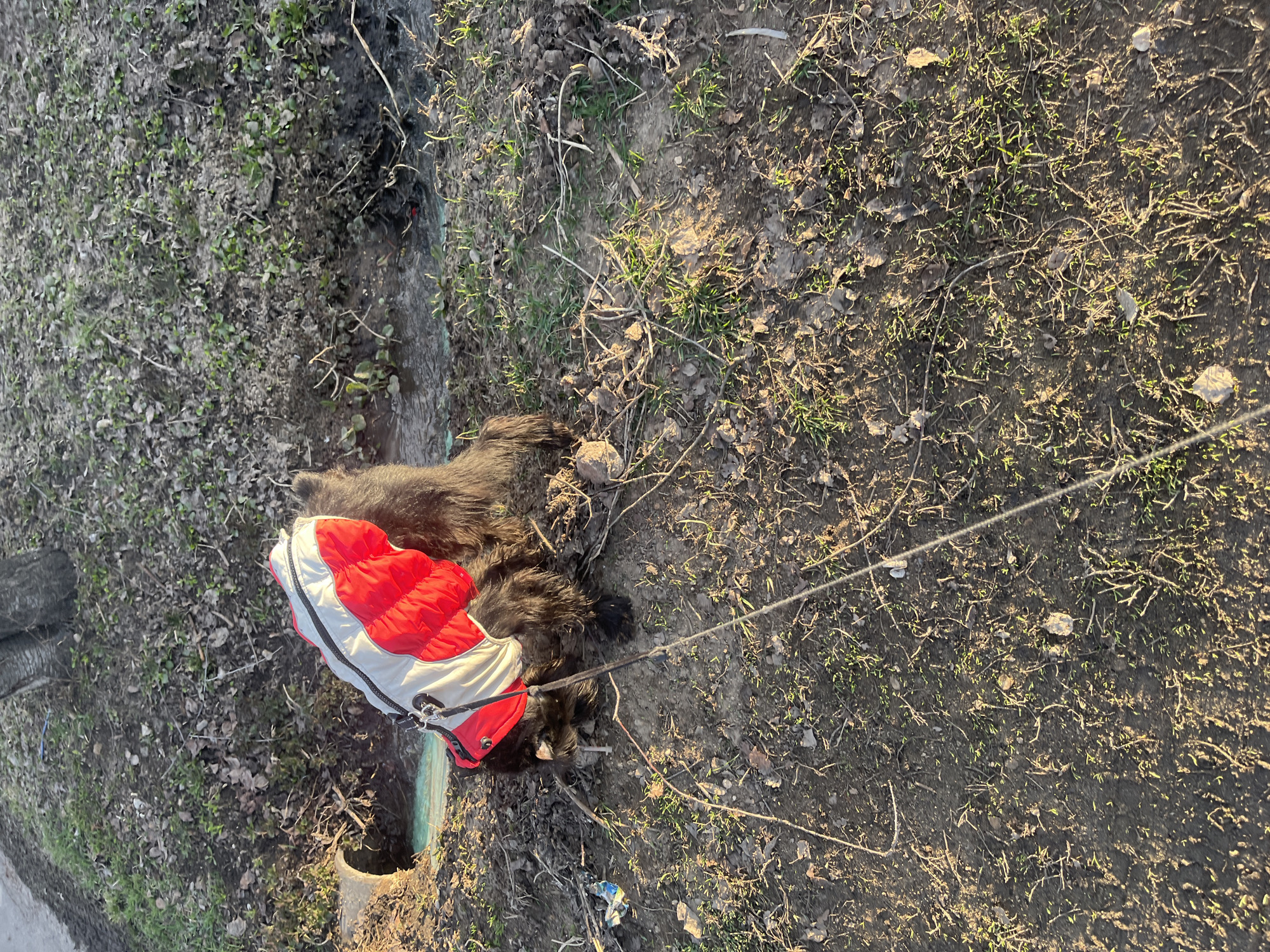 The image shows an outdoor scene in Podolsk, Russia, featuring a black dog wearing a red and white quilted coat. The dog is lying on the ground, which consists of dirt, grass, and small leafy debris. A thin leash is attached to the dog's coat, extending towards the right side of the image. The lighting suggests it is daytime. In the background, there's a patch of grass and some indistinct objects. The ground appears dry.