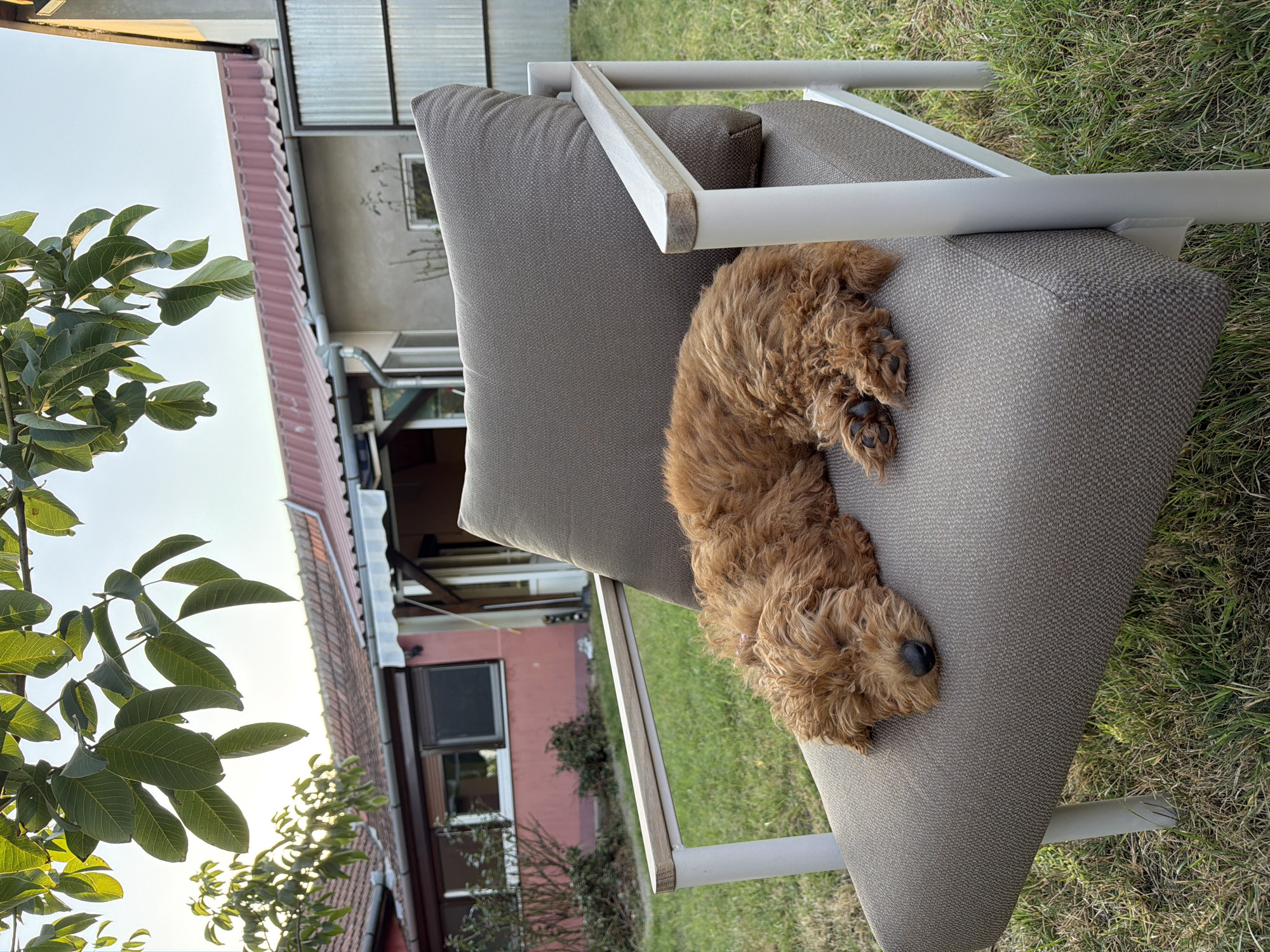 A small, fluffy, copper-colored dog is sleeping curled up on a modern outdoor chair with grey cushions and white metal framing. The chair is situated on a lawn in front of a house. The house has a red tiled roof and pink painted walls with windows. In the background, there is a portion of a taller, grey building and a clear sky. Overhanging branches with green leaves are visible in the upper portion of the image, suggesting it is a warm, sunny day. The image is taken from a medium-close shot, focusing on the dog and the chair, with the house and garden in the background. The location is identified as Bajmok, Serbia.
