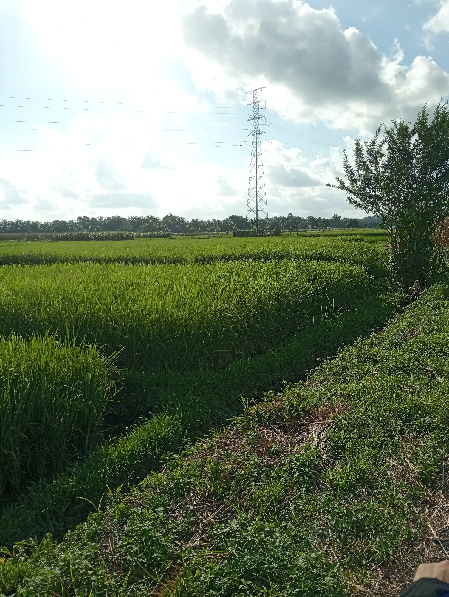 The image depicts a rural landscape in Campago, Indonesia, characterized by lush green rice paddies. A tall electrical transmission tower stands prominently in the background, with power lines stretching across the sky. A dense green tree is situated on the right side of the frame, partially obscuring the view of the rice fields behind it. The sky is partly cloudy, with a mix of white clouds and blue sky, indicating a bright day. The foreground features uneven terrain covered in grass and dry vegetation. No people are visible in the image.