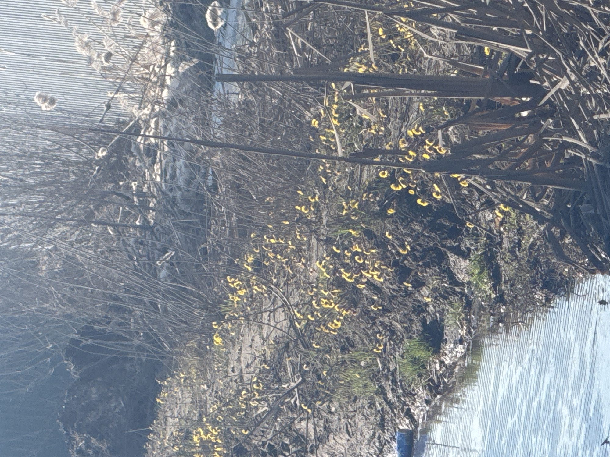 The image shows a waterside area in Motyakovo, Russia. The water is visible on the right side of the image. On the left side of the image, there is a wall of corrugated metal with some cattails growing in front of it. In between the metal wall and the water is brush and some trees. Yellow flowers are present in the brush.