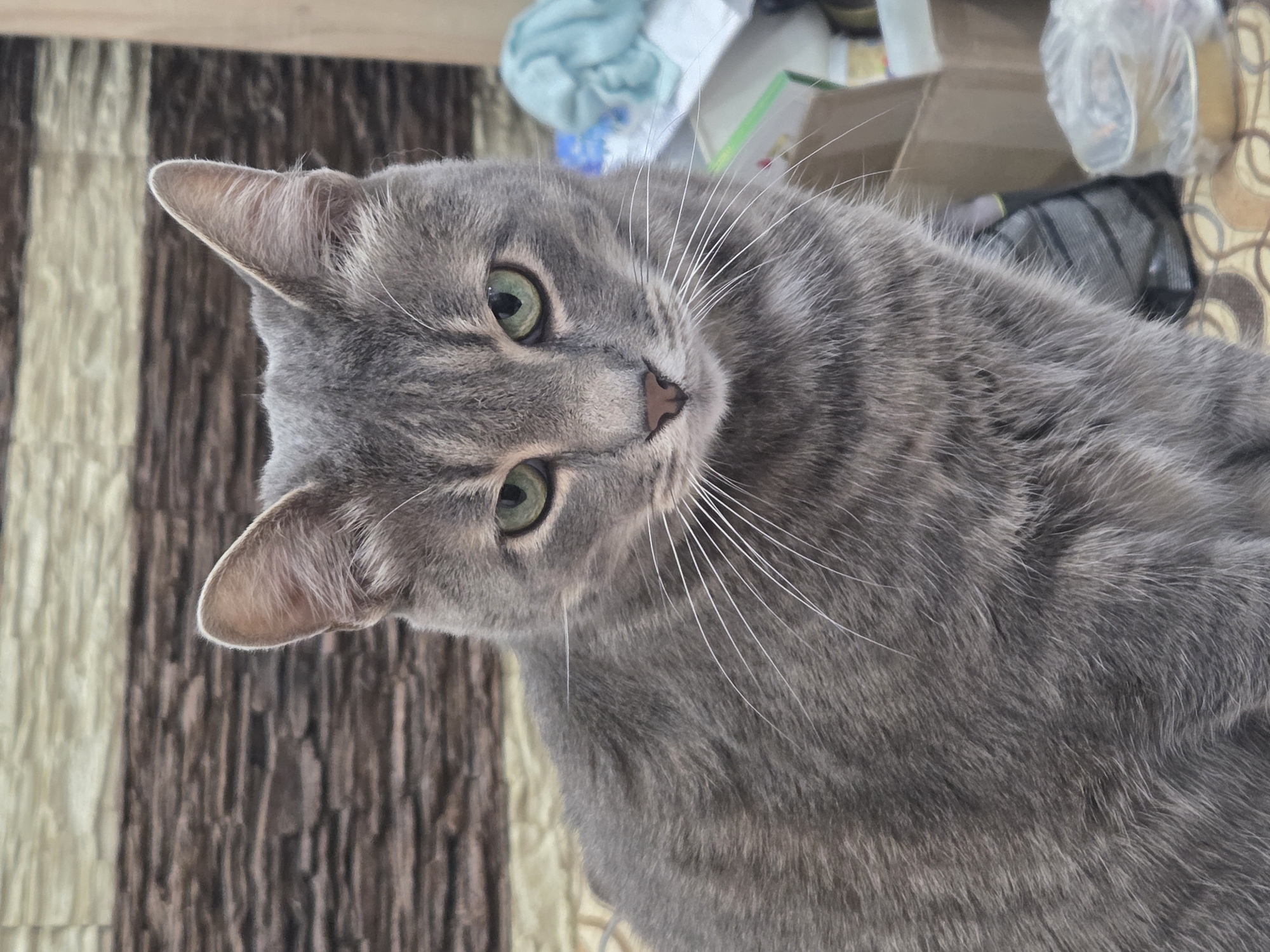 A grey tabby cat is captured in a close-up, head-on shot, looking directly at the camera. The cat's fur is a mix of grey and black stripes, and it has striking green eyes. Its whiskers are prominent and white, fanning out from its muzzle. The background consists of a textured wall with horizontal brown and beige stripes. To the right of the cat, there are various out-of-focus objects, including cardboard boxes, a blue cloth, and a cylindrical object wrapped in plastic. The cat is seated on a patterned surface, possibly a couch or rug, with a brown and beige geometric design. The lighting is soft, highlighting the cat's facial features.