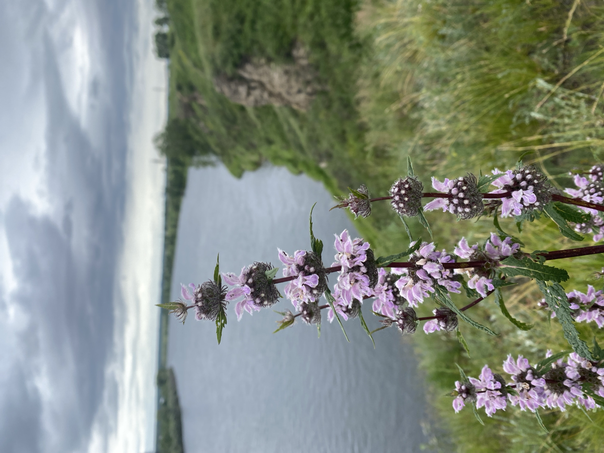 A close-up, vertical shot features a flowering plant with clusters of small, pale pink blossoms and dark, spiky seed heads. The plant is in focus in the foreground. Behind it, a wide, calm river flows under a cloudy, overcast sky. The riverbank on the right is a steep, grassy slope dotted with a few rocky outcrops and trees in the distance. The overall setting is natural and serene, with the plant serving as a focal point against the backdrop of the river and landscape.
