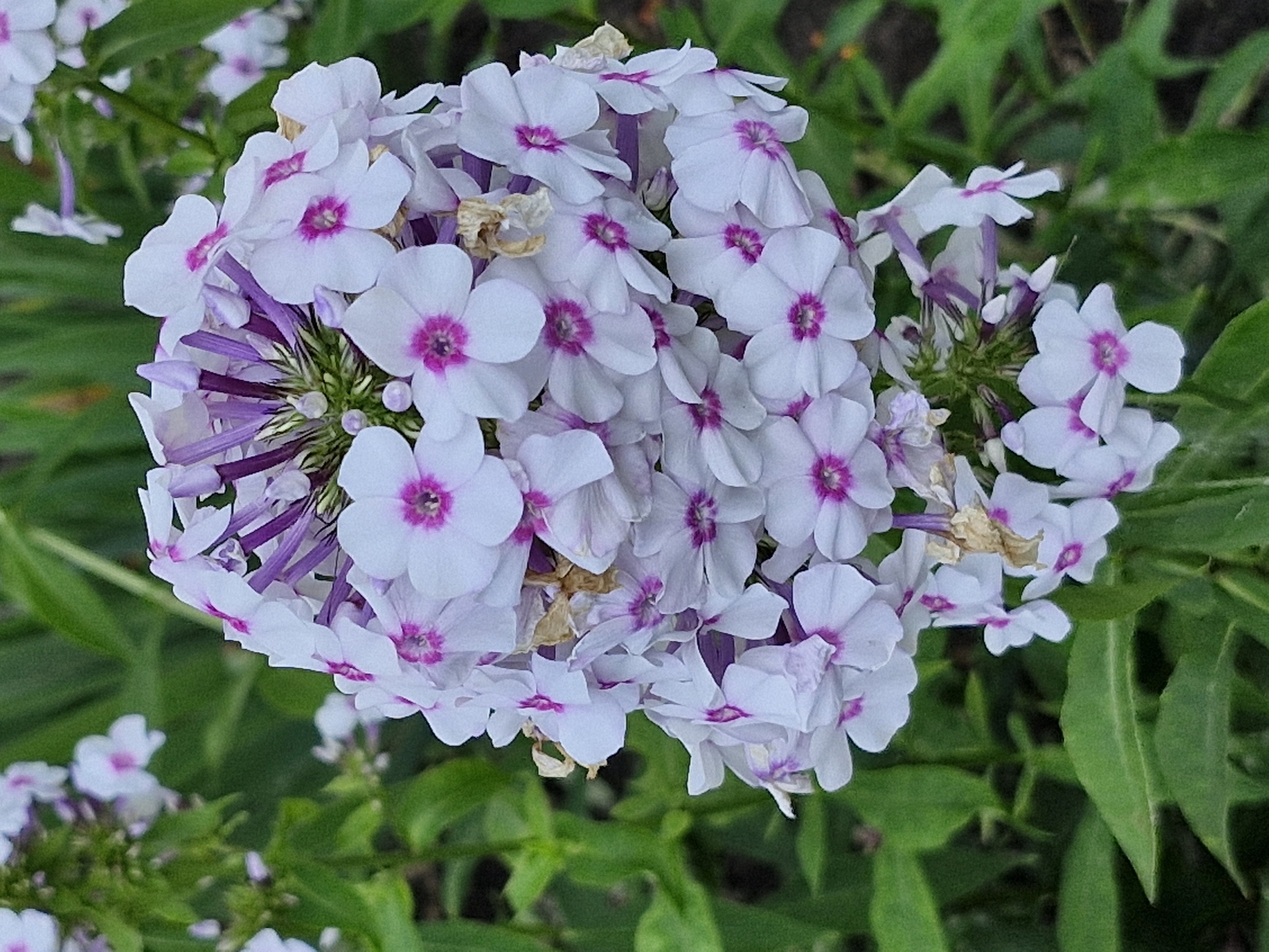 A cluster of white phlox flowers with pink centers is in focus in the foreground of the image. The flowers have five petals and are arranged in a dense, conical inflorescence. The stems are purple and green. The background is a blur of green leaves and some out-of-focus white flowers, suggesting a garden setting. The overall impression is of a vibrant, blooming plant. There are no people or animals visible in the image. This scene could be located in the city of Buzdyak, Russia, during the flowering season.